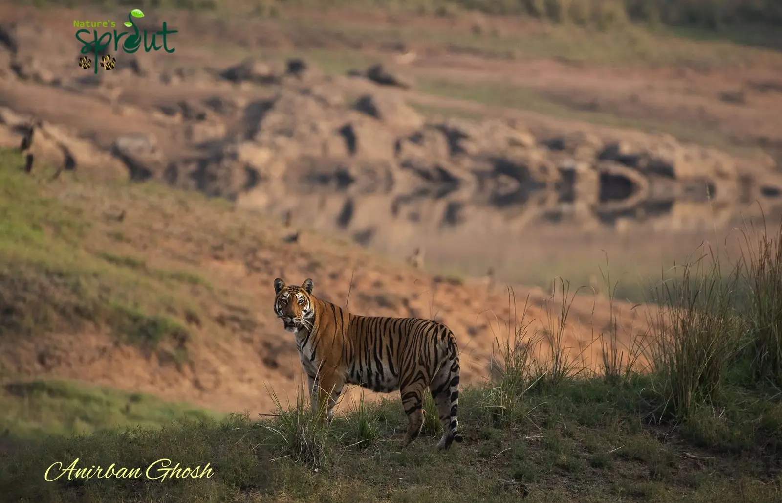 Satpura Winter Safari