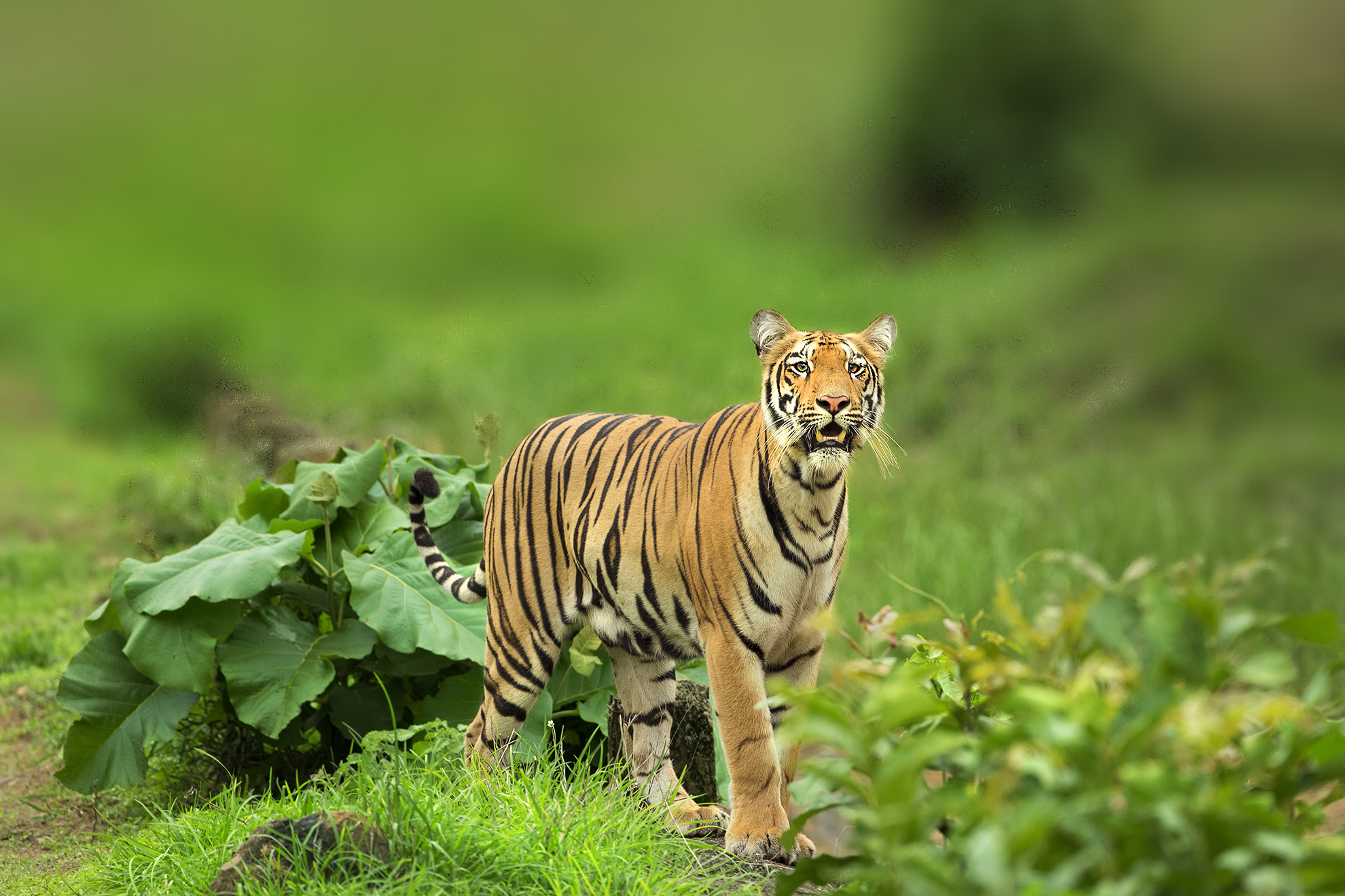 Tadoba Wildlife Safari