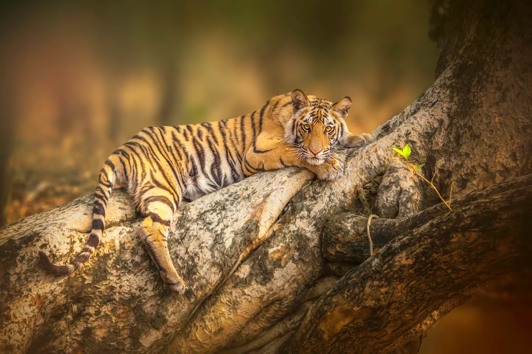 Bandhavgarh Safari Tour
