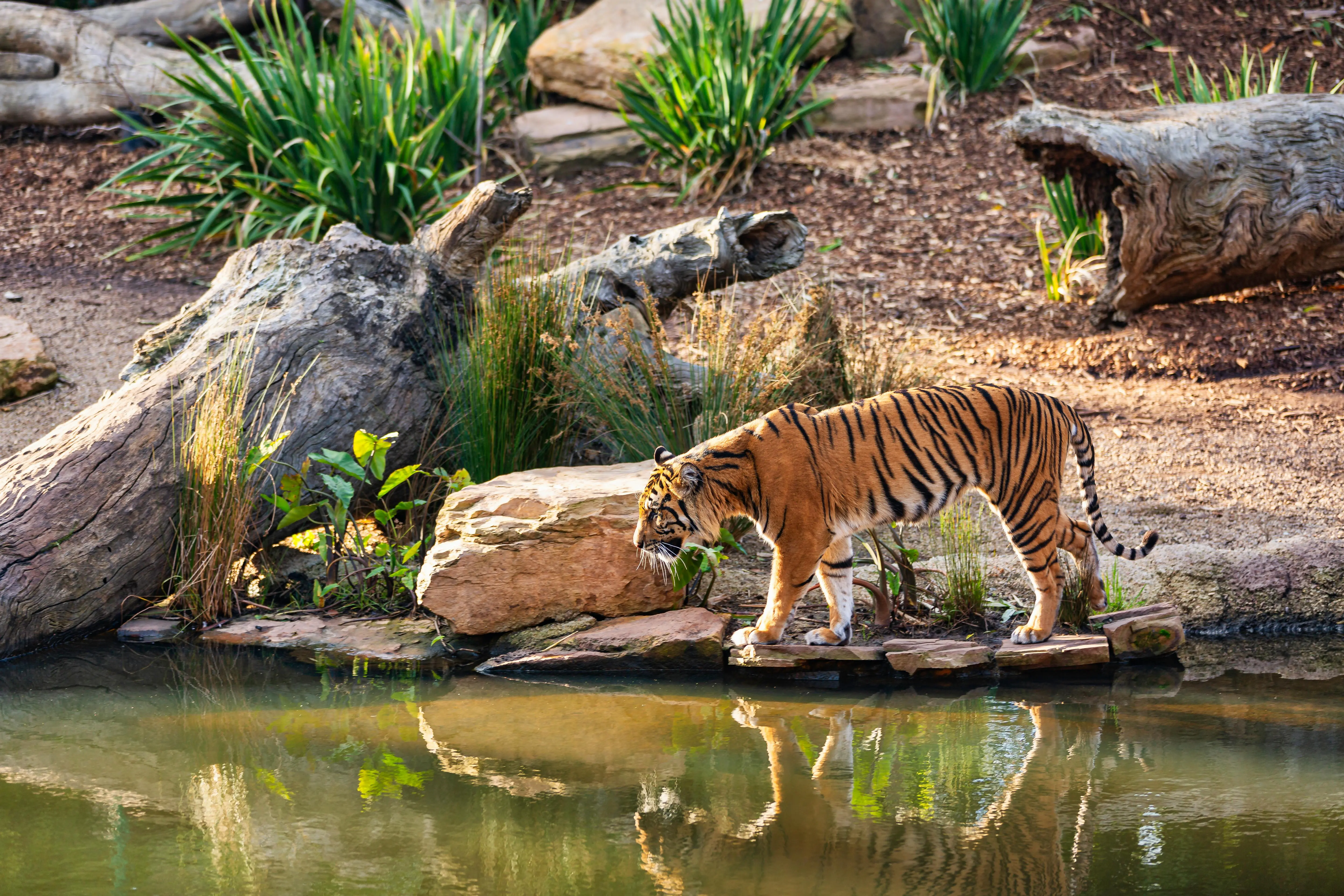 bandipur itinerary