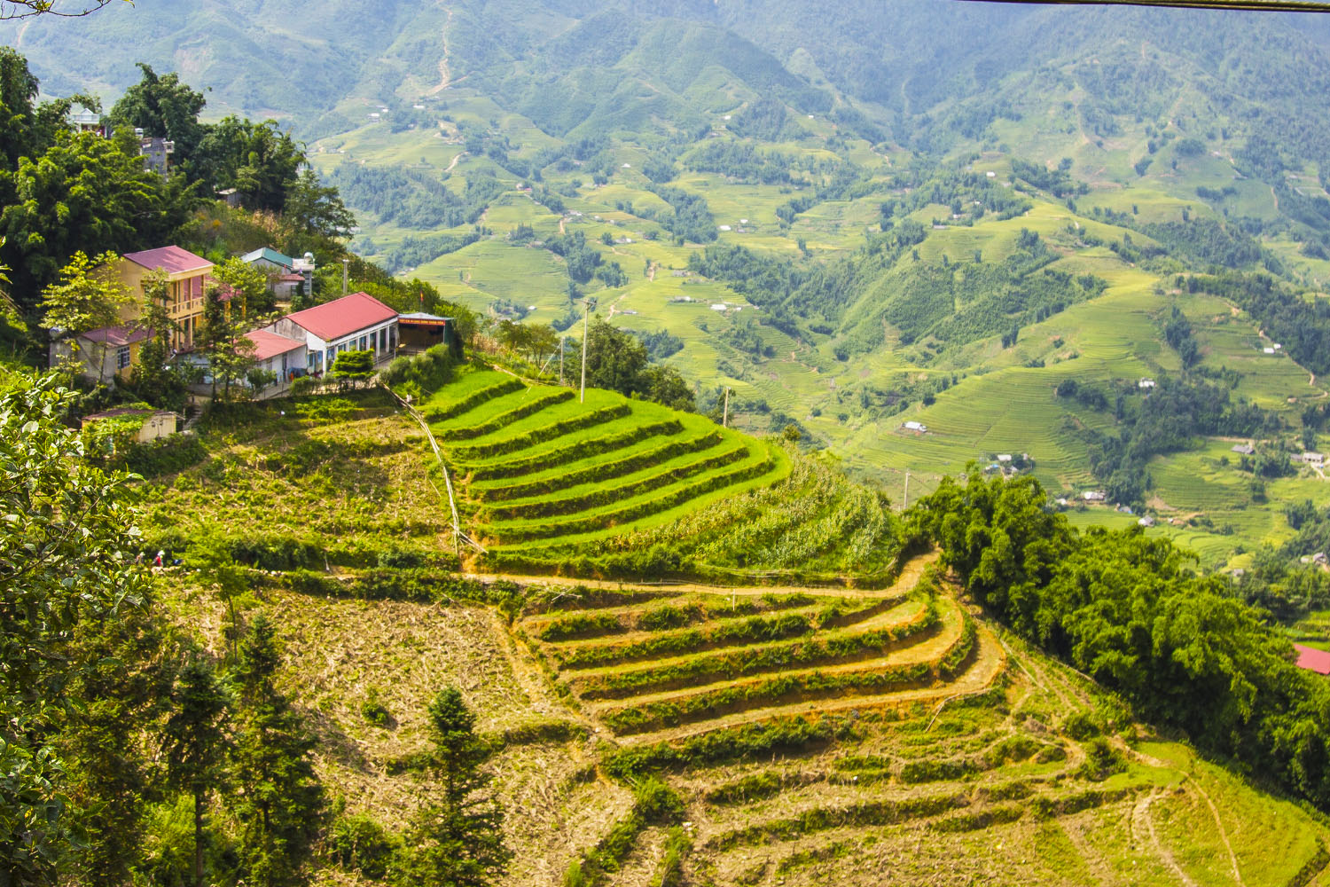 Emerald rice terraces cascading down a hillside with a traditional homestead overlooking the valley, northern Vietnam