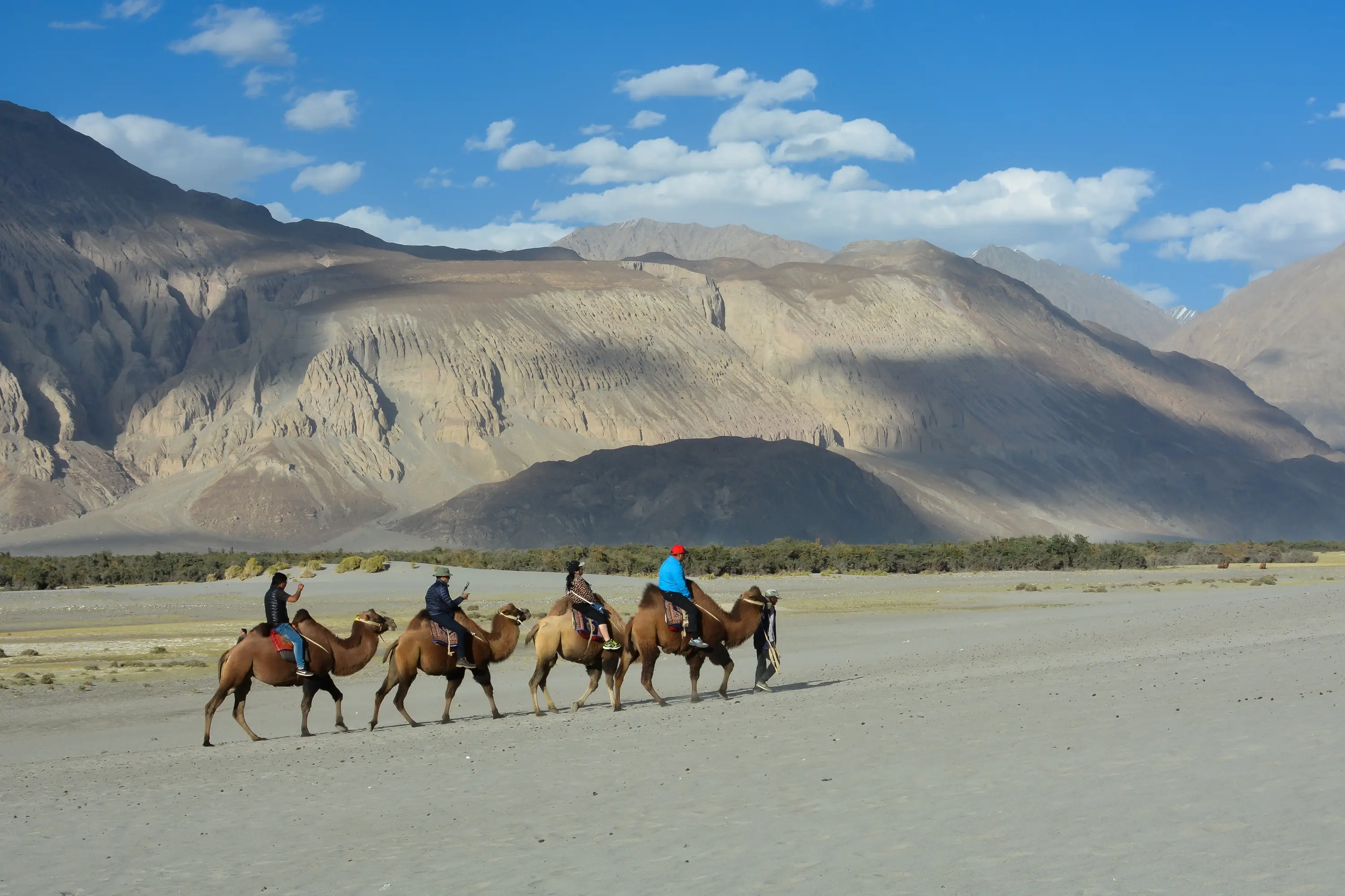Double humped camels at Hunder sand dunes in Nubra Valley Ladakh