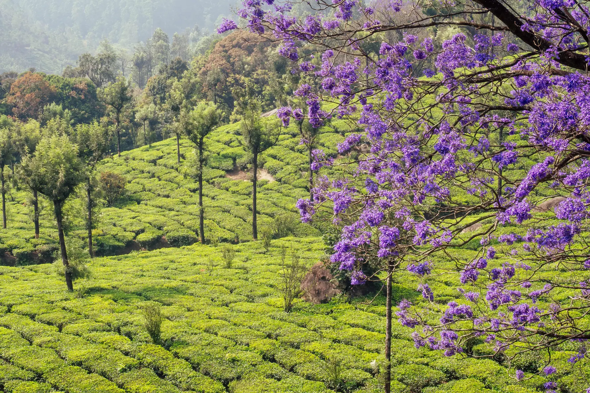 Munnar tea plantation hills wrapped in morning mist, Kerala