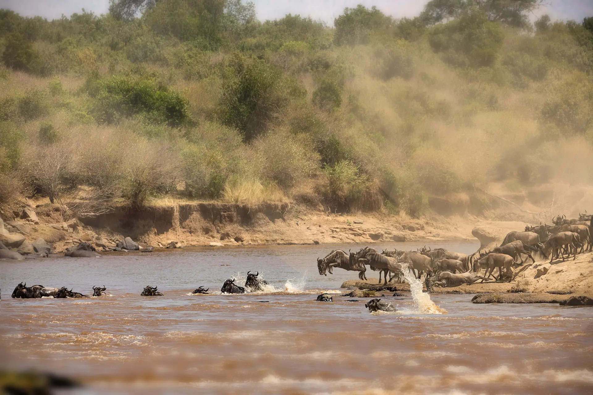 Lewa Conservancy rolling grassland with rhino grazing at sunrise, Kenya