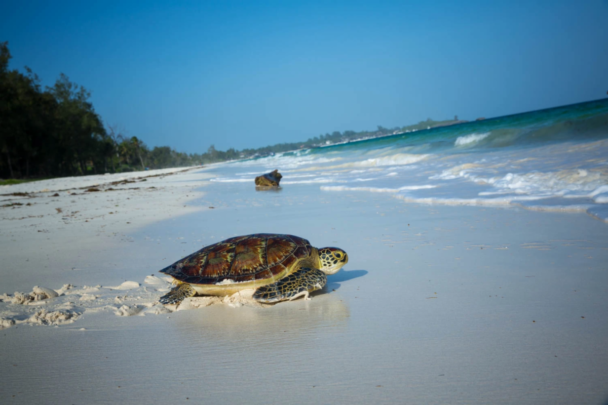 watamu
