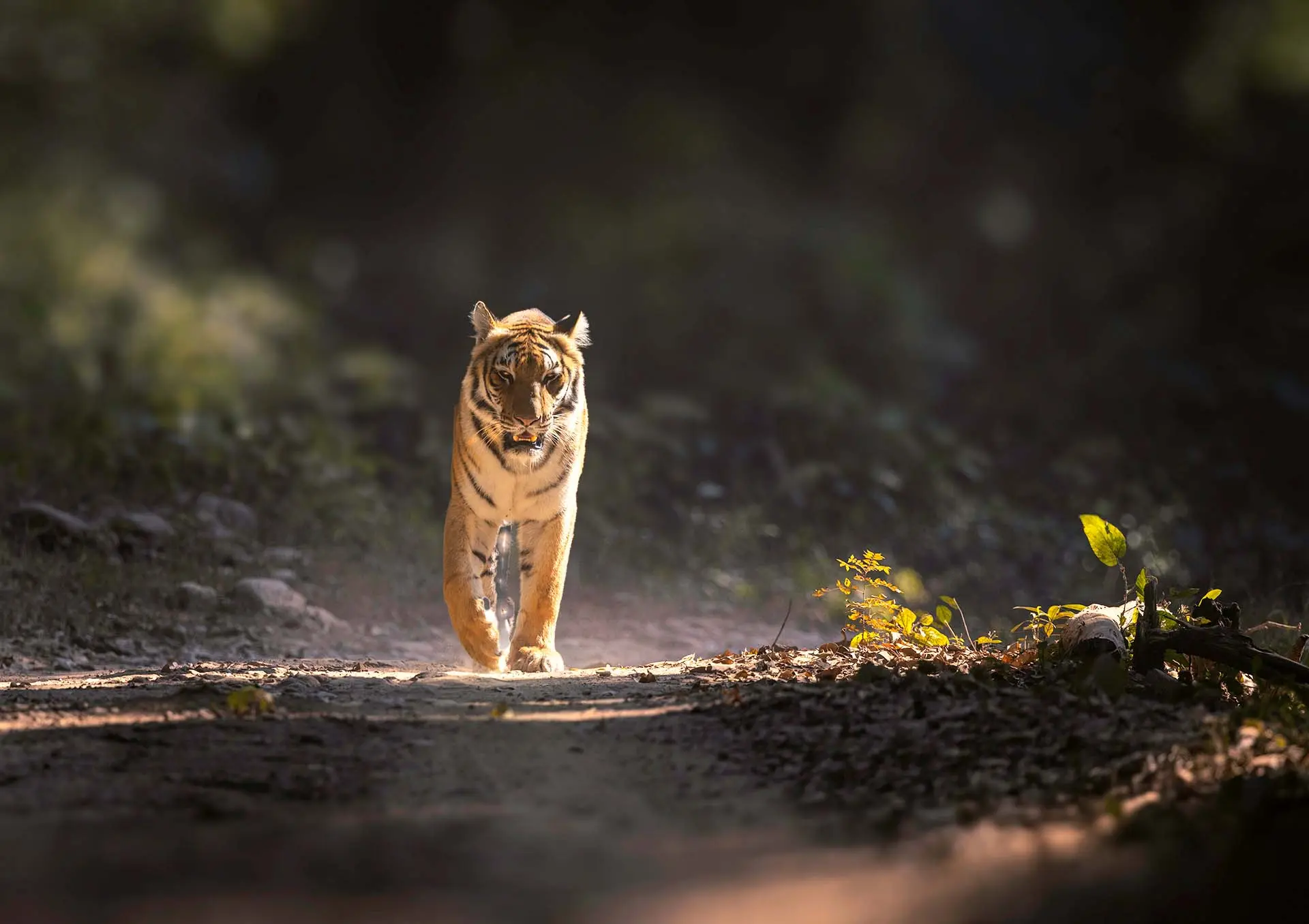 Corbett itinerary