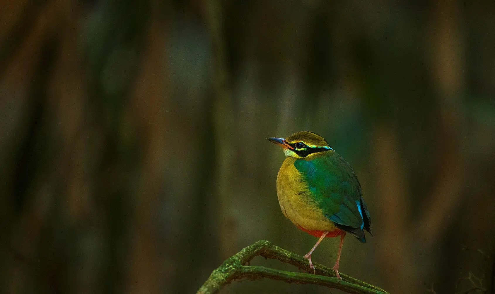 bandhavgarh tour