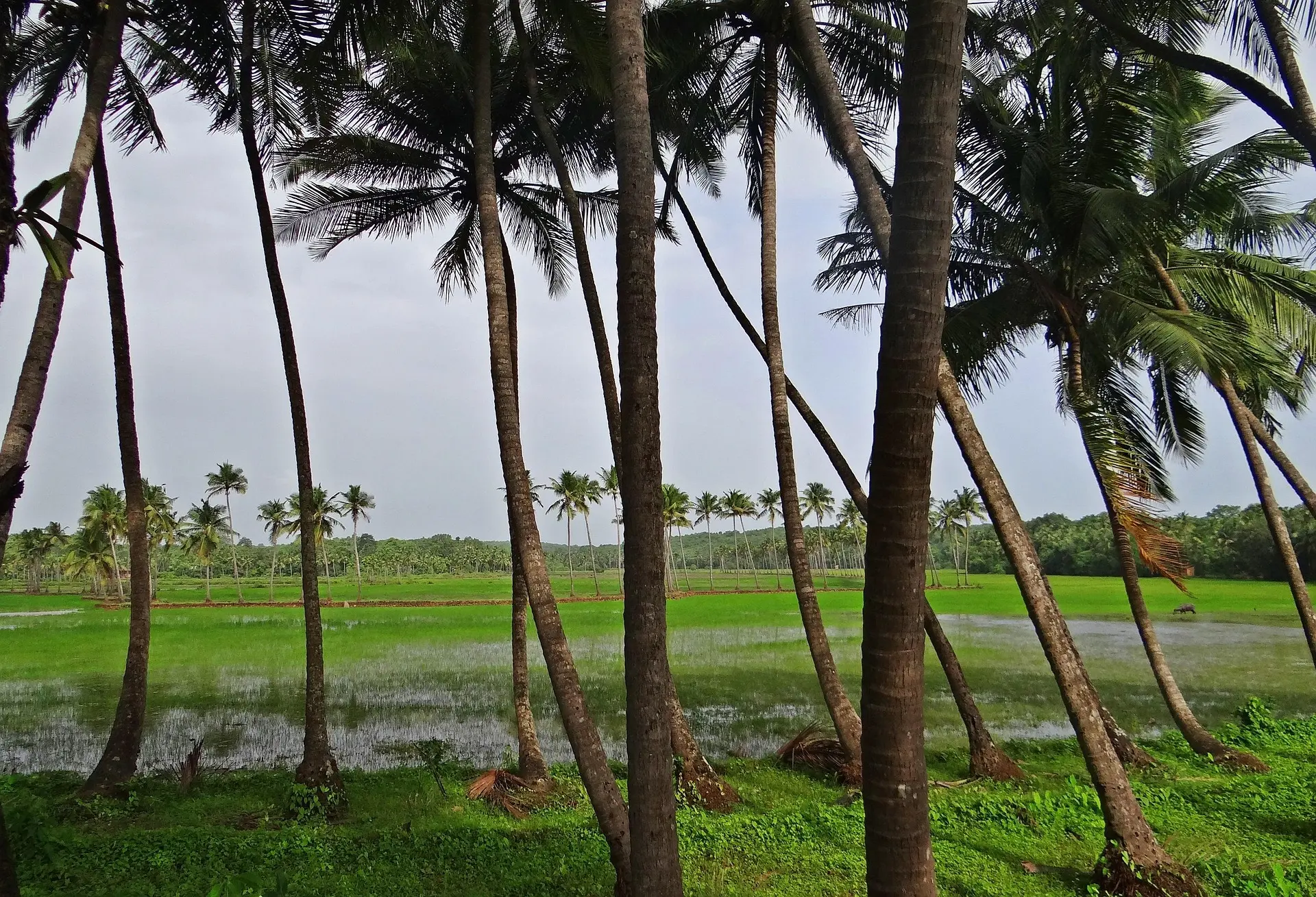 goa tour
