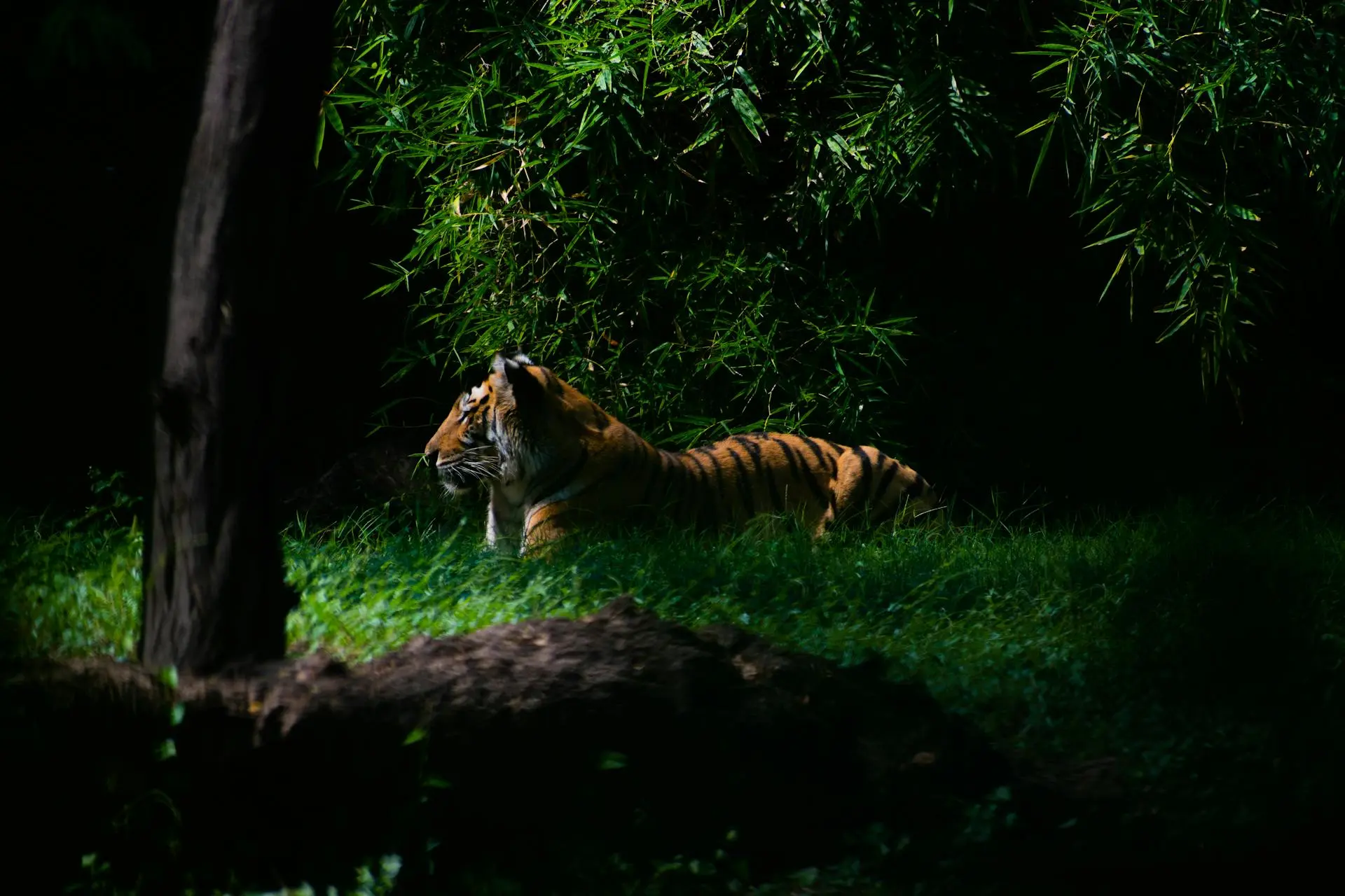 corbett tour