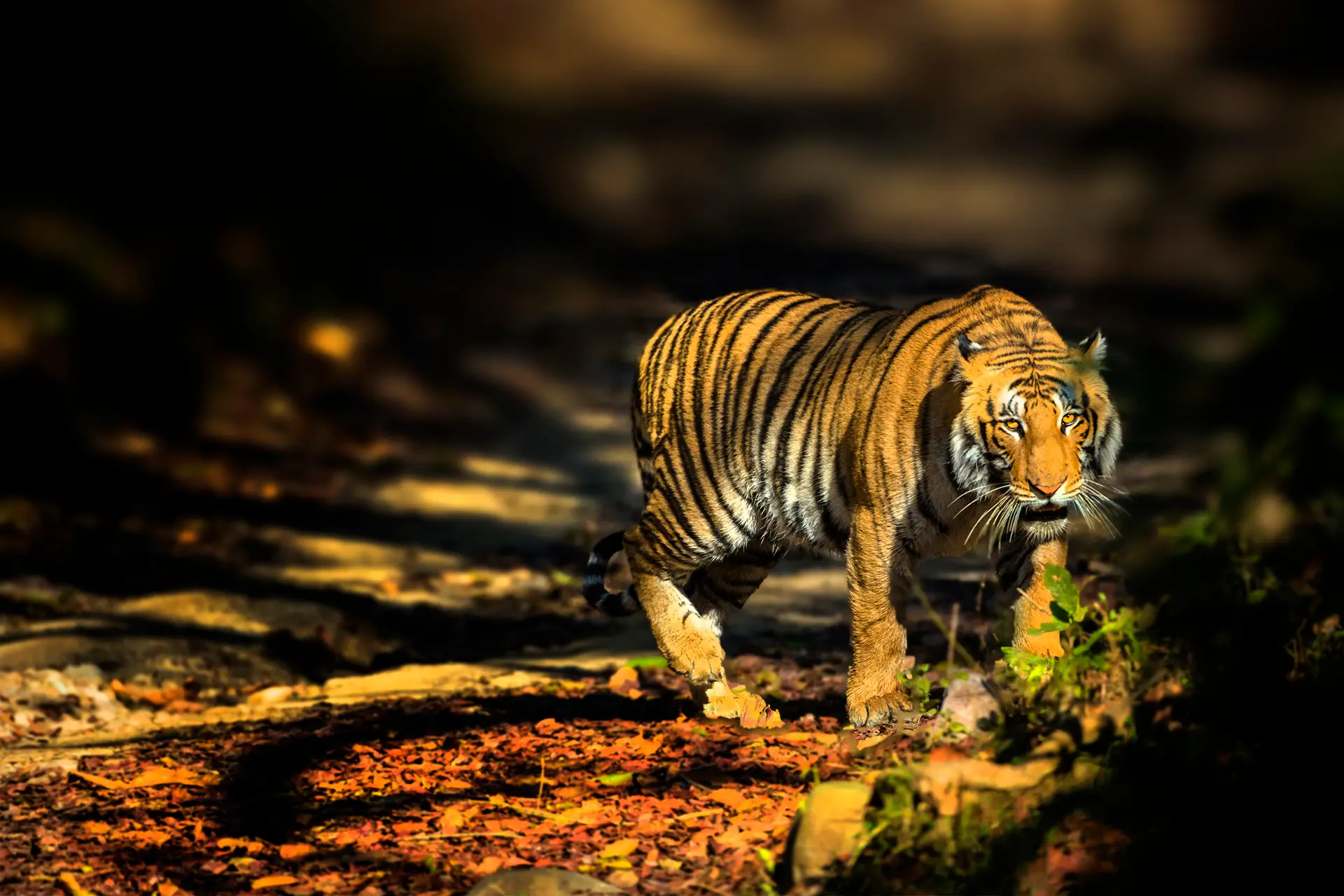 corbett tour