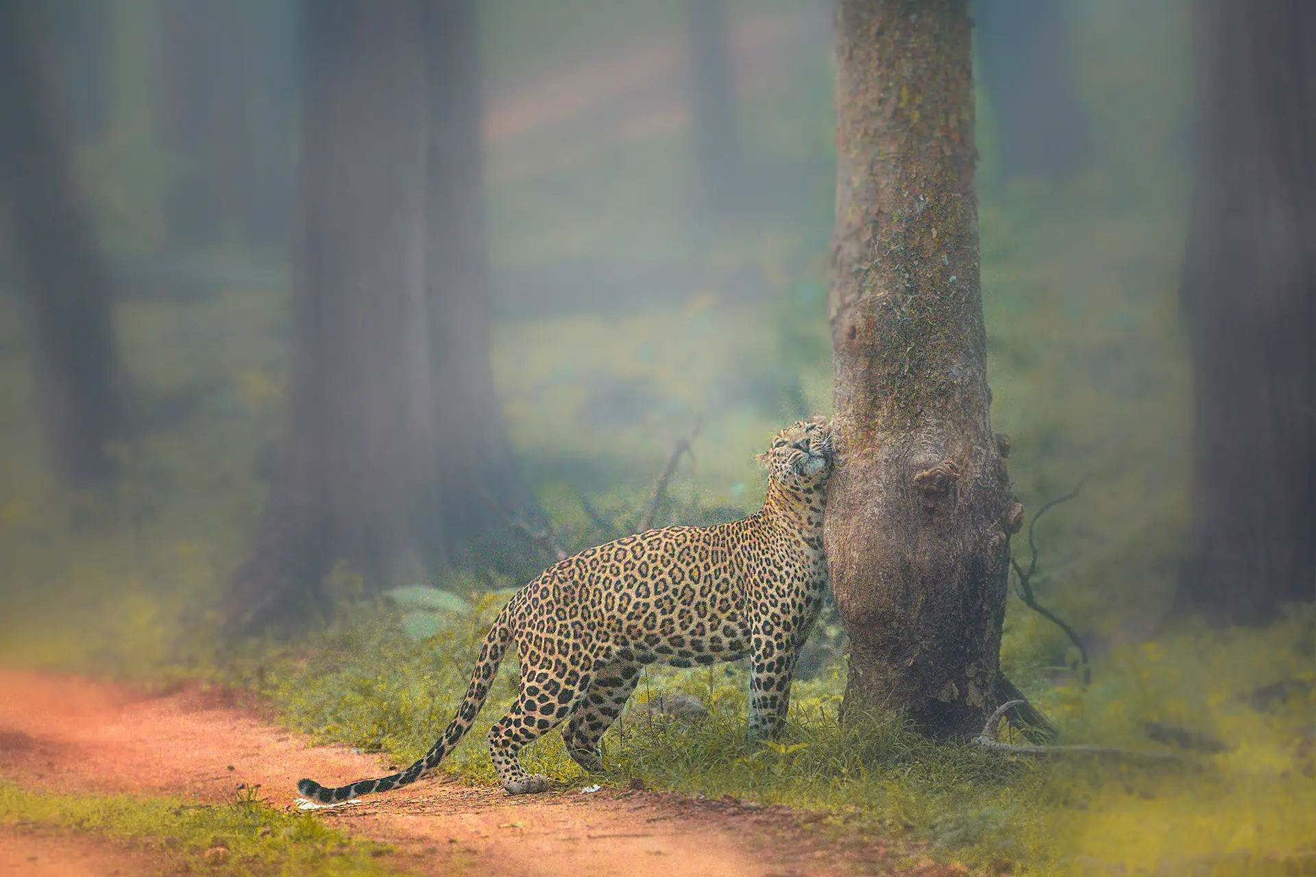kabini tour