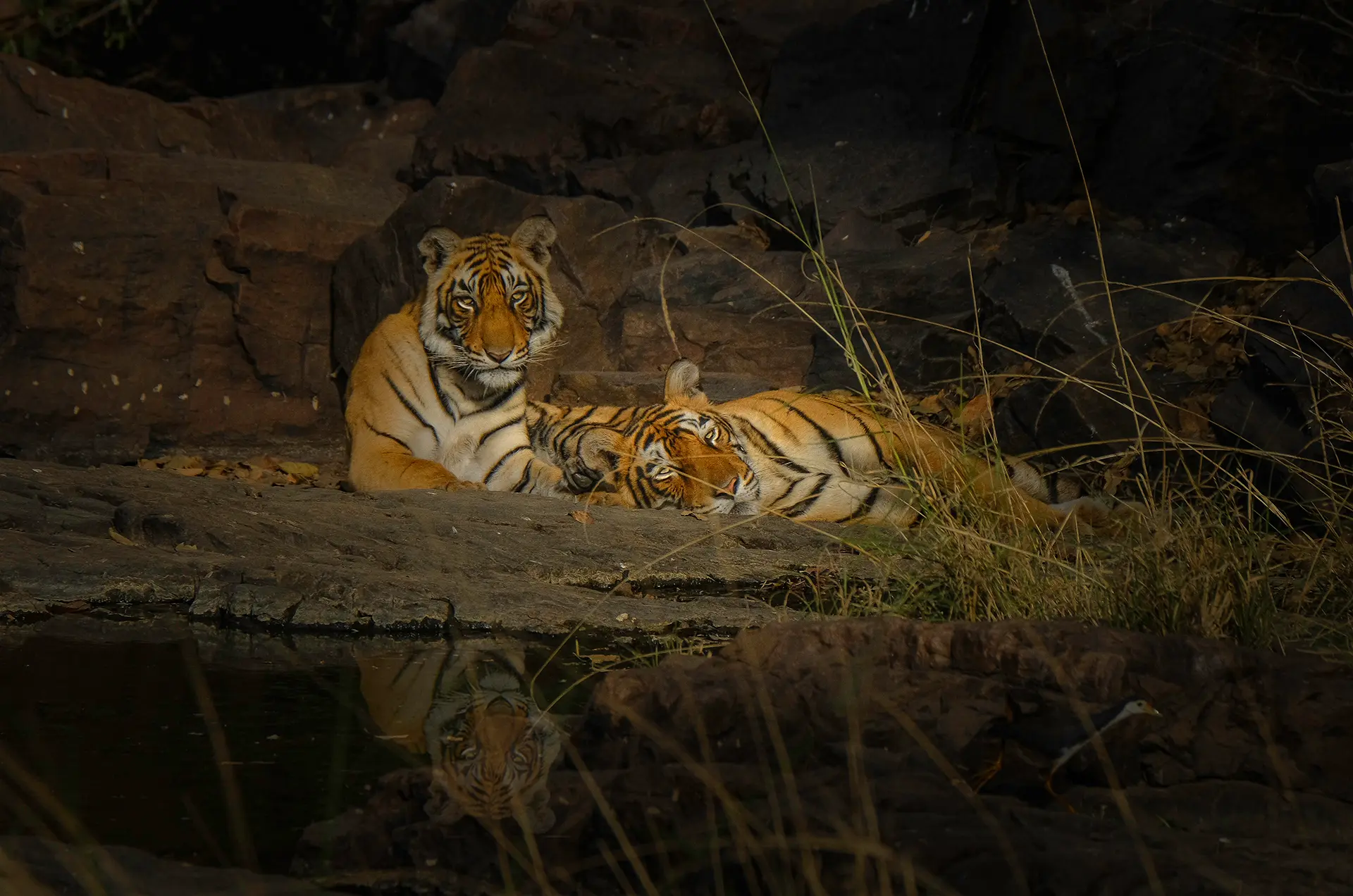 ranthambore tour