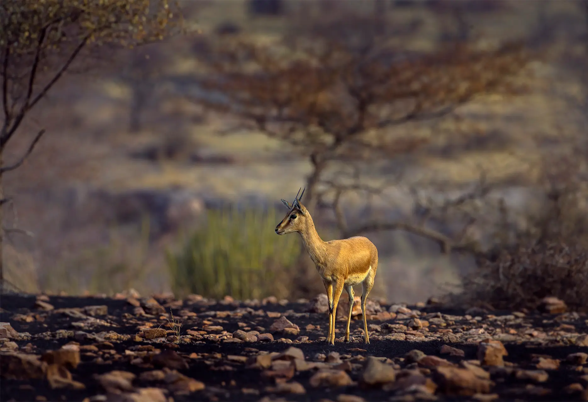ranthambore tour