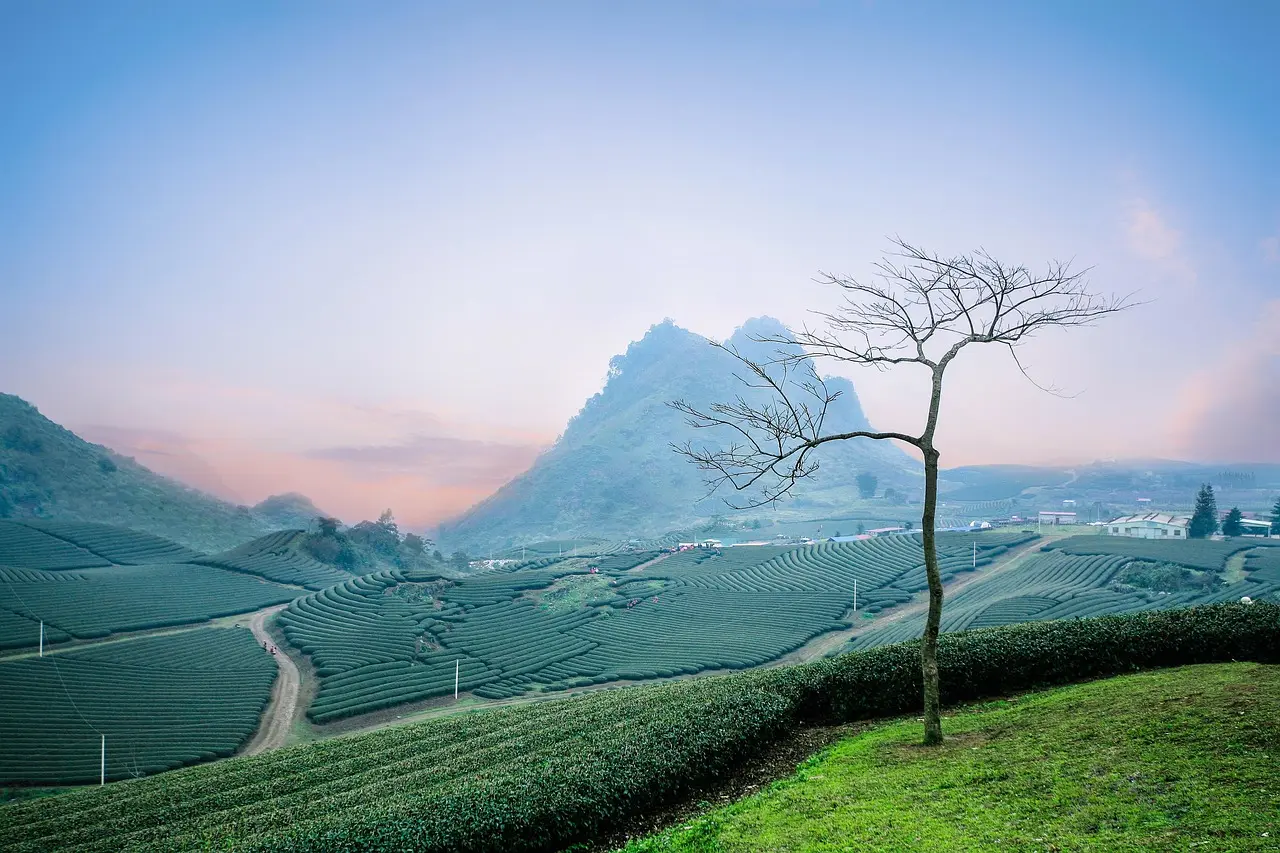 Munnar Kerala Tour