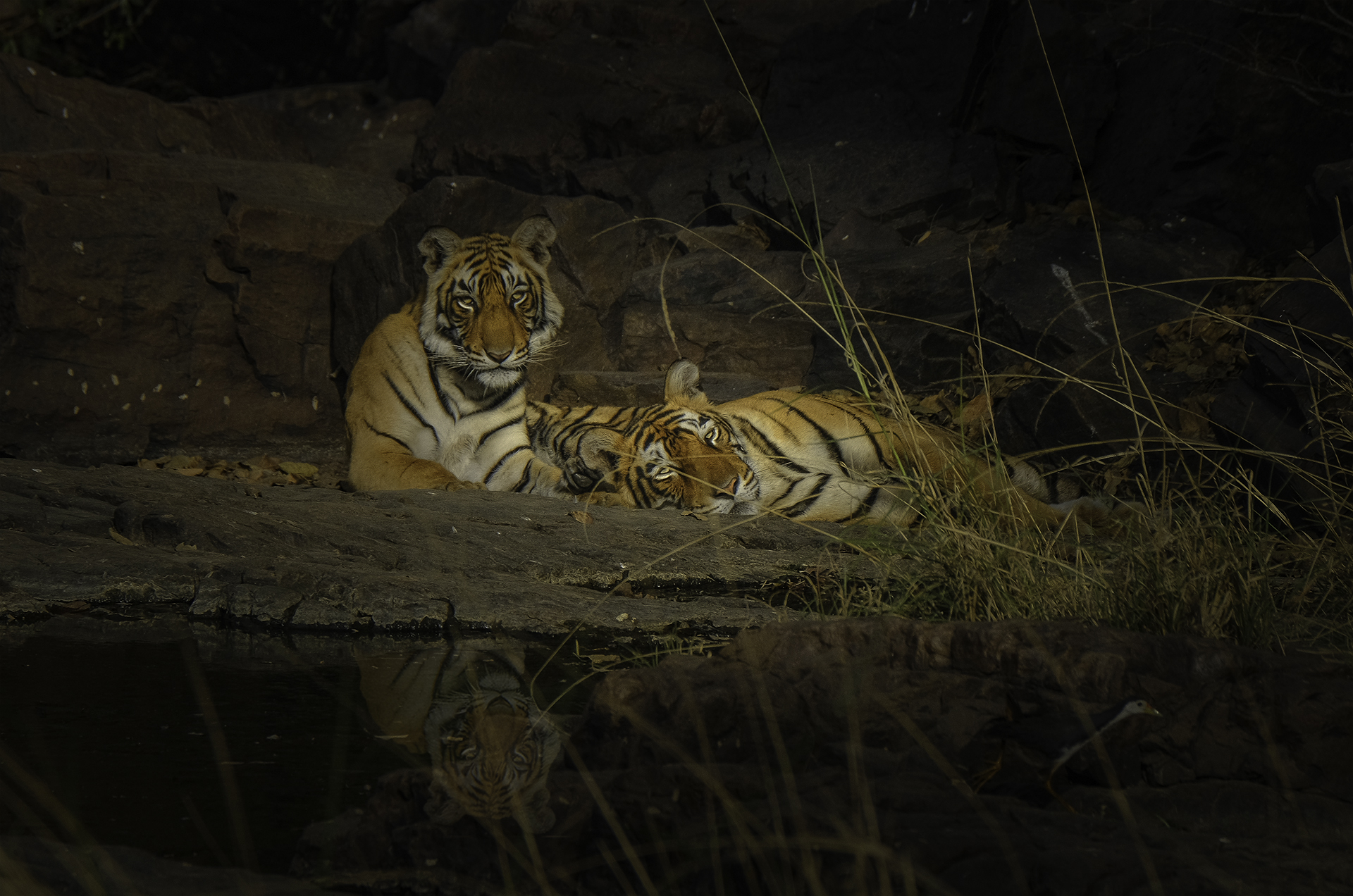 Tiger prowling through jungle undergrowth in Ranthambore on a Tiger Trails safari