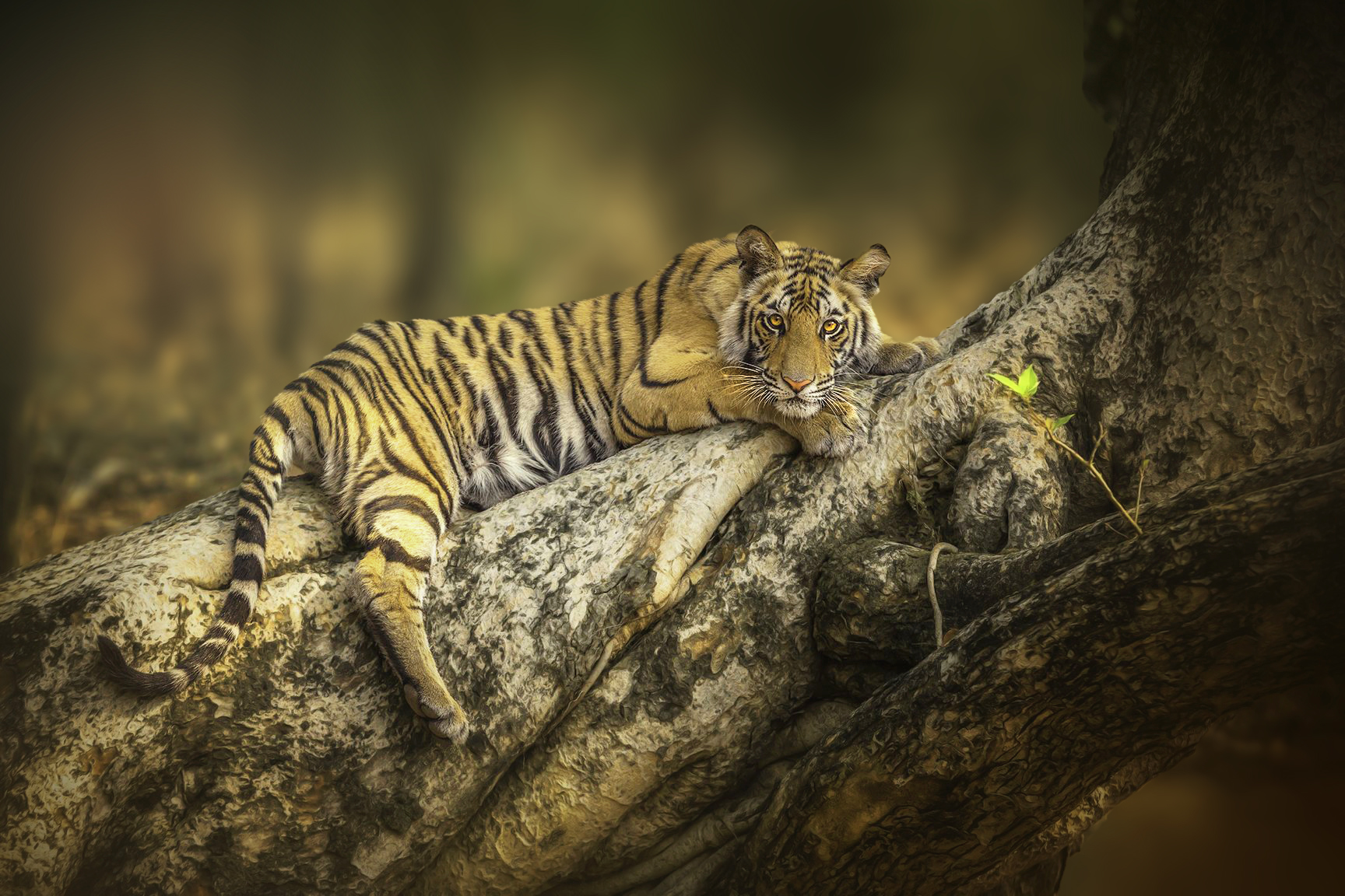 Bengal tiger emerging from a waterhole in Kanha National Park on a Tiger Trails safari