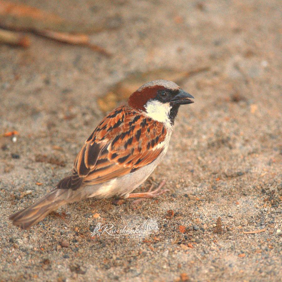 We Are Losing the Little Bird That Grew Up With Us