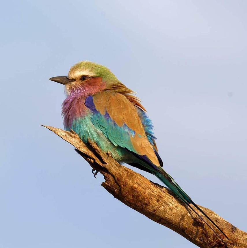 Roller Birds: Nature’s Flying Rainbows