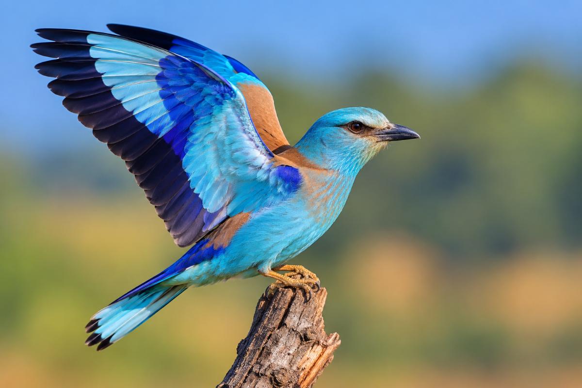 The Blue Visitor from Far Away: Why European Rollers Are Appearing Across Bengaluru