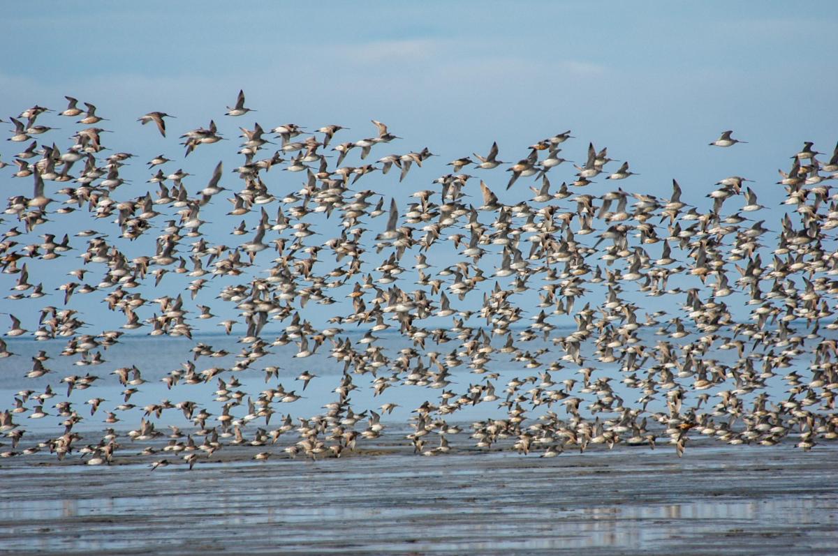 Bar-tailed Godwit: The Bird That Flew 13,560 Kilometres Without Stopping