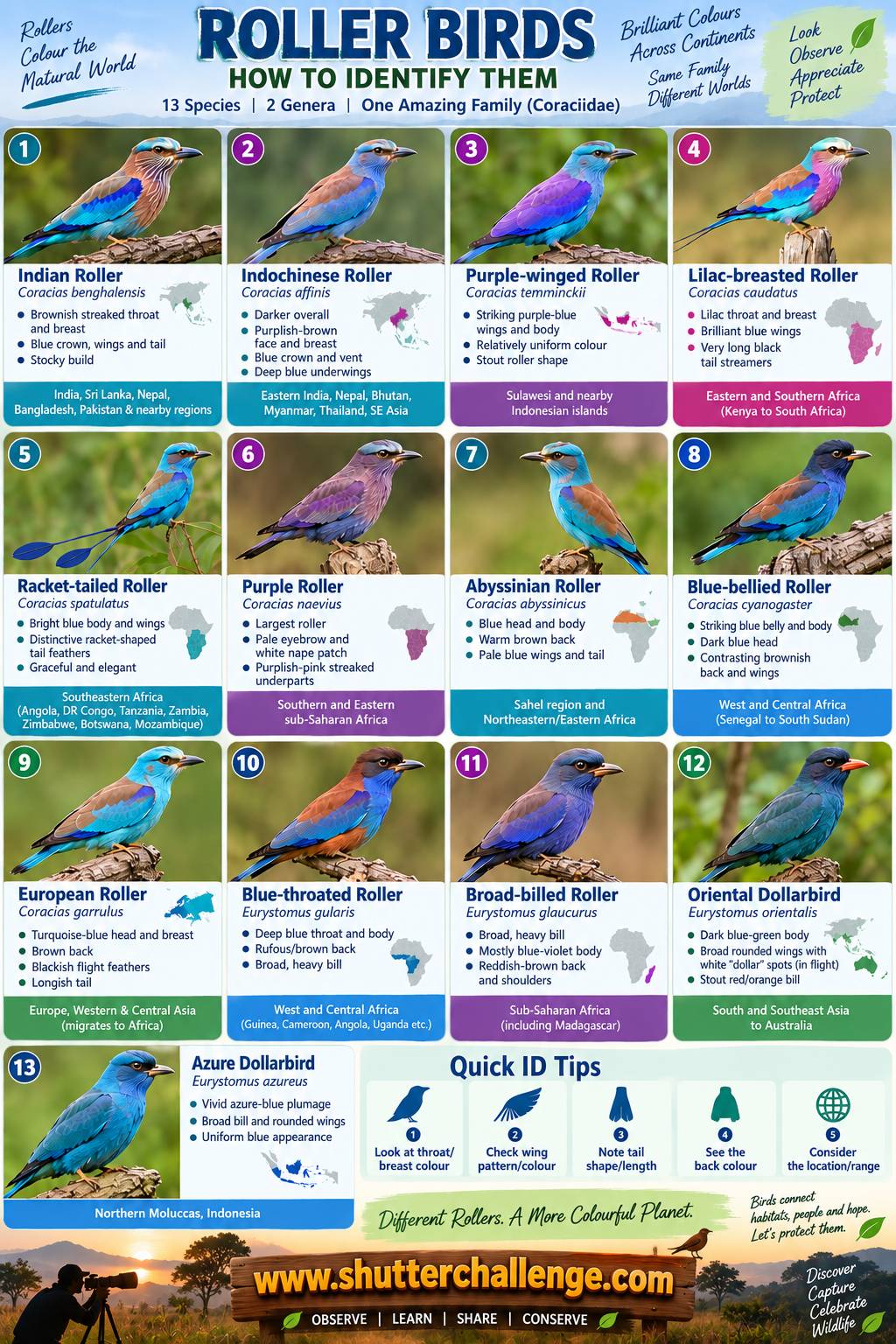 Identification chart of all 13 Roller bird species worldwide, showing range maps and key features for the Indian, Indochinese, Purple-winged, Lilac-breasted, Racket-tailed, Purple, Abyssinian, Blue-bellied, European, Blue-throated and Broad-billed Rollers, plus the Oriental and Azure Dollarbirds