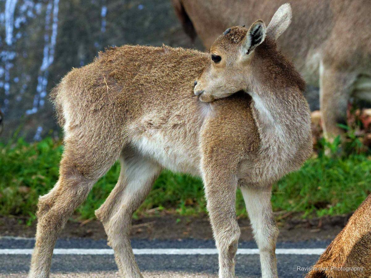 Valparai: Home of the Endangered Nilgiri Tahr