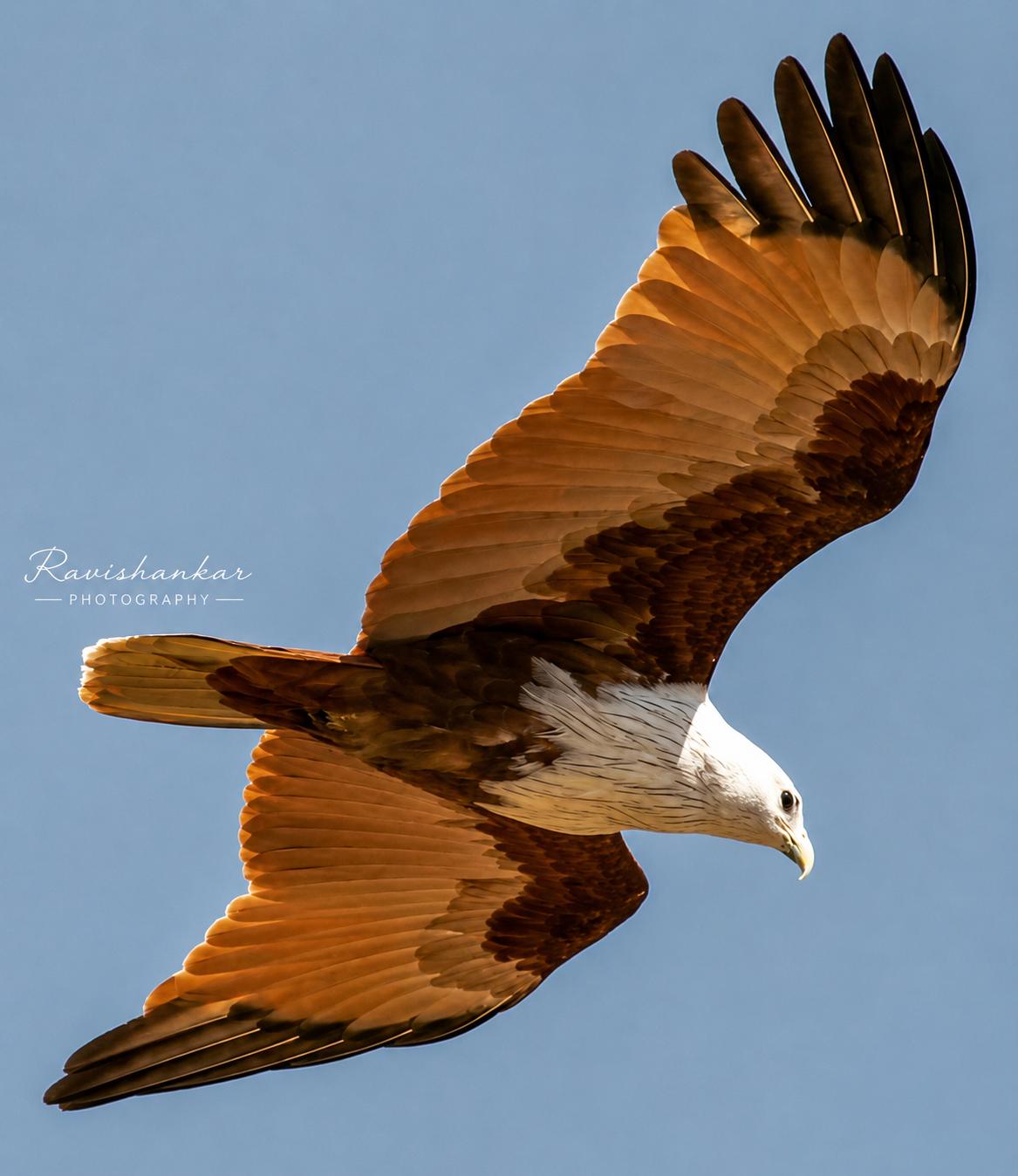 How to Identify Raptors in the Field: Eagle, Kite, Hawk, Falcon, Buzzard & More