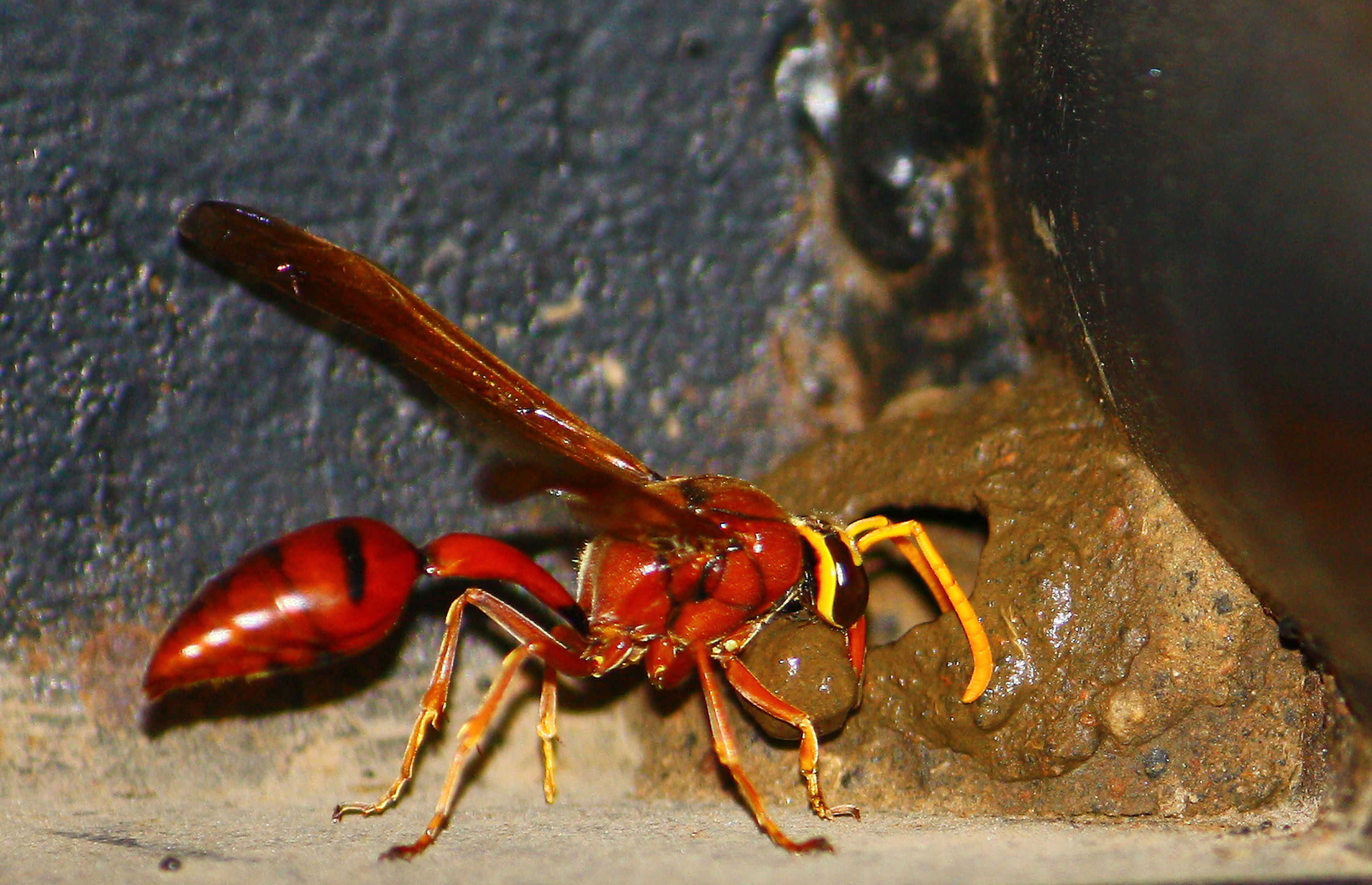THE WASP BUILDING MUD NEST