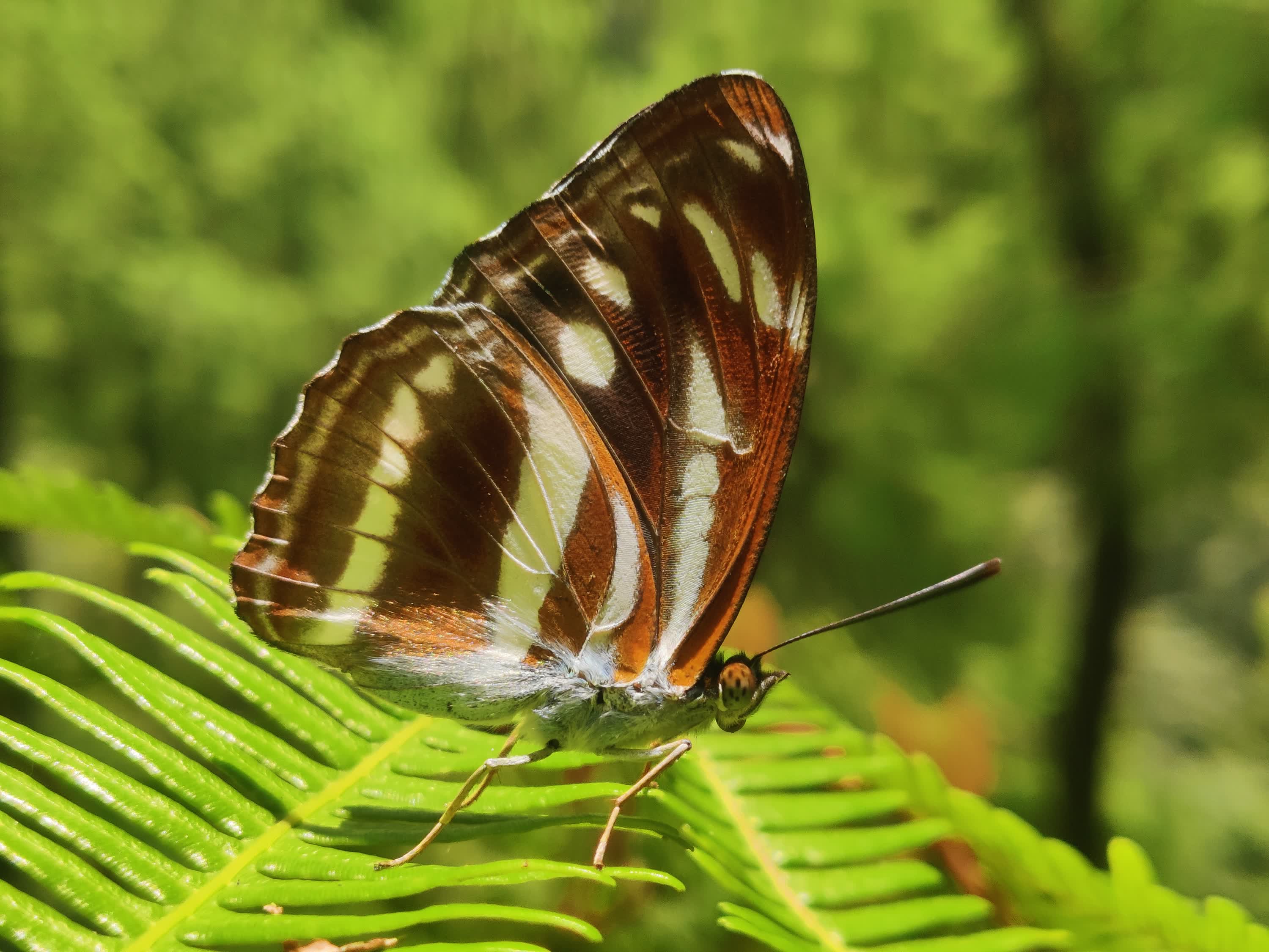 Close Up Look of Exotic Nymphalidae Butterfly in it's Natural Habitat