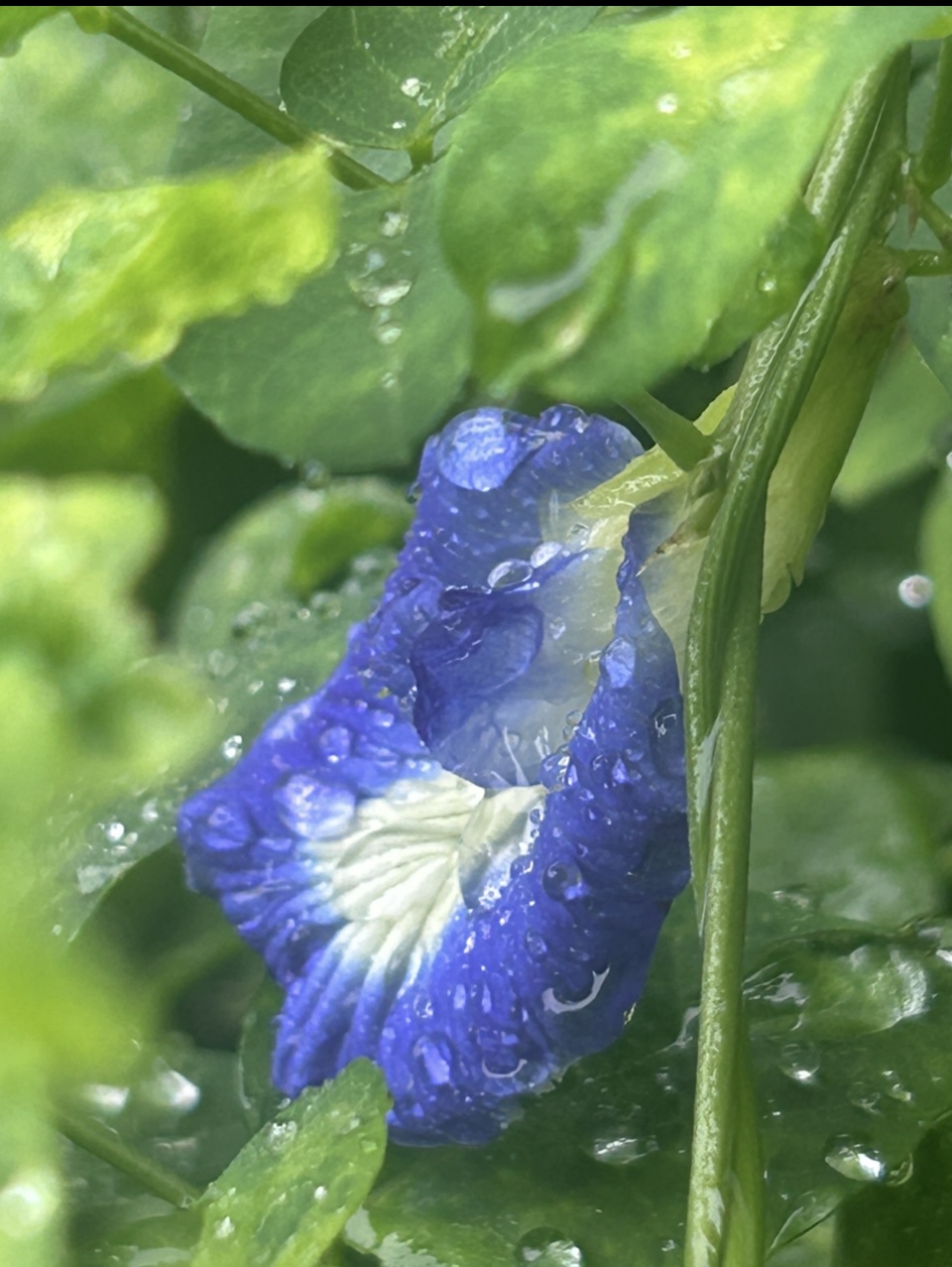 Whisper after rain