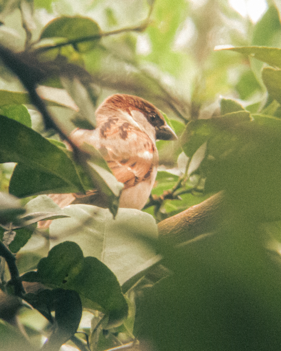 Sparrow in a tree