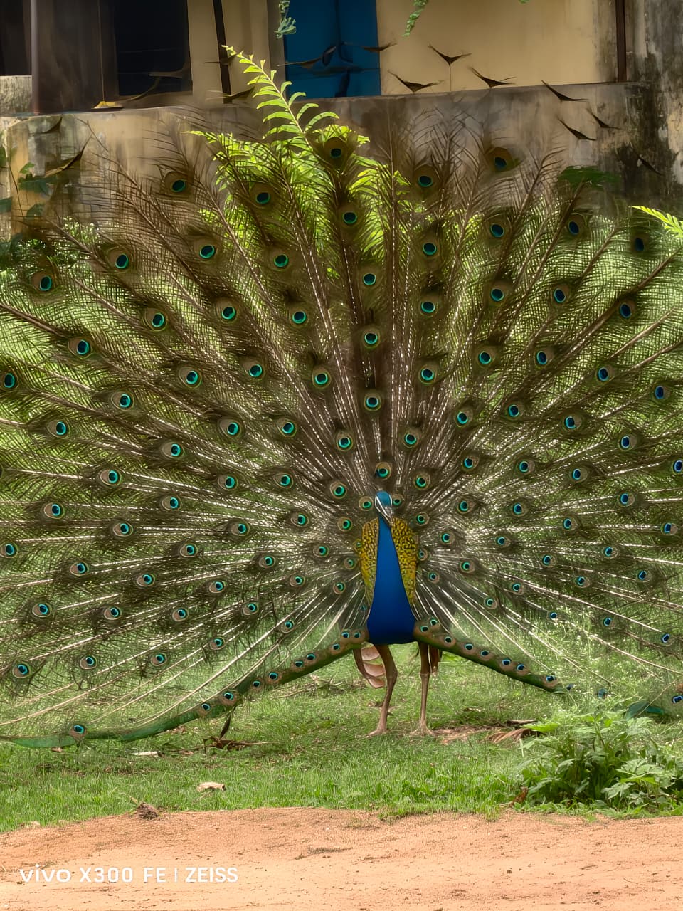 Peacock in Rainy Day.