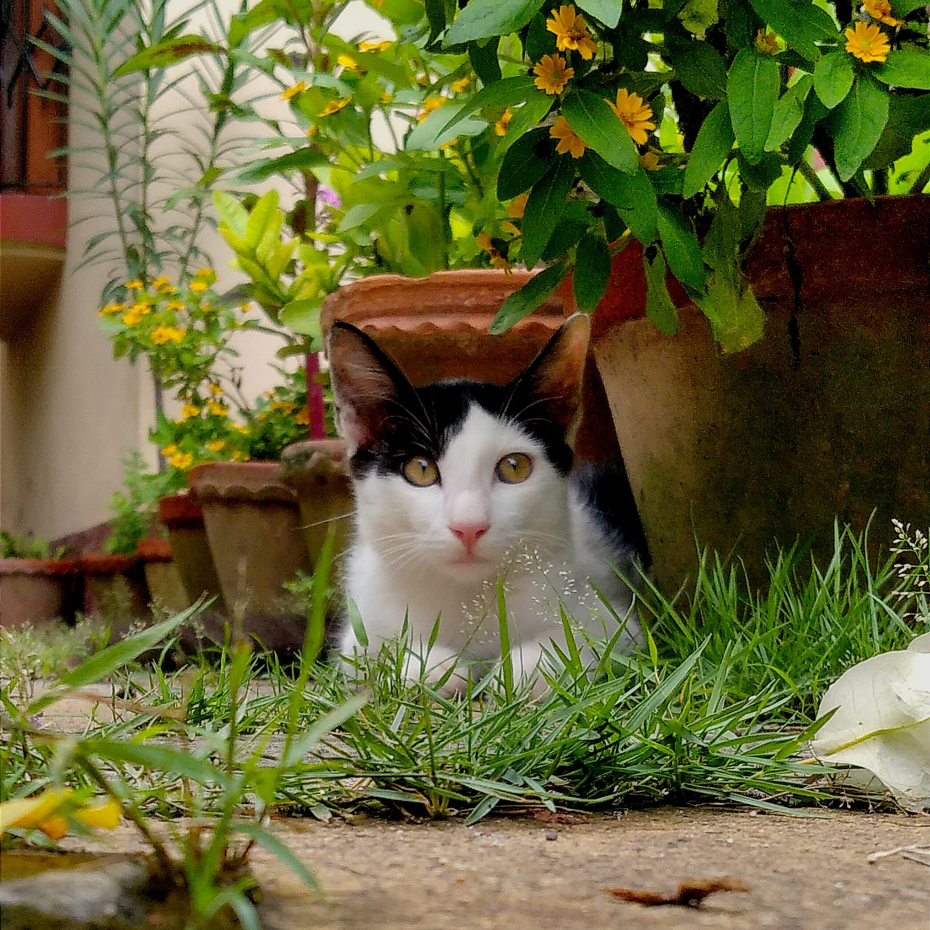 Garden Guardian