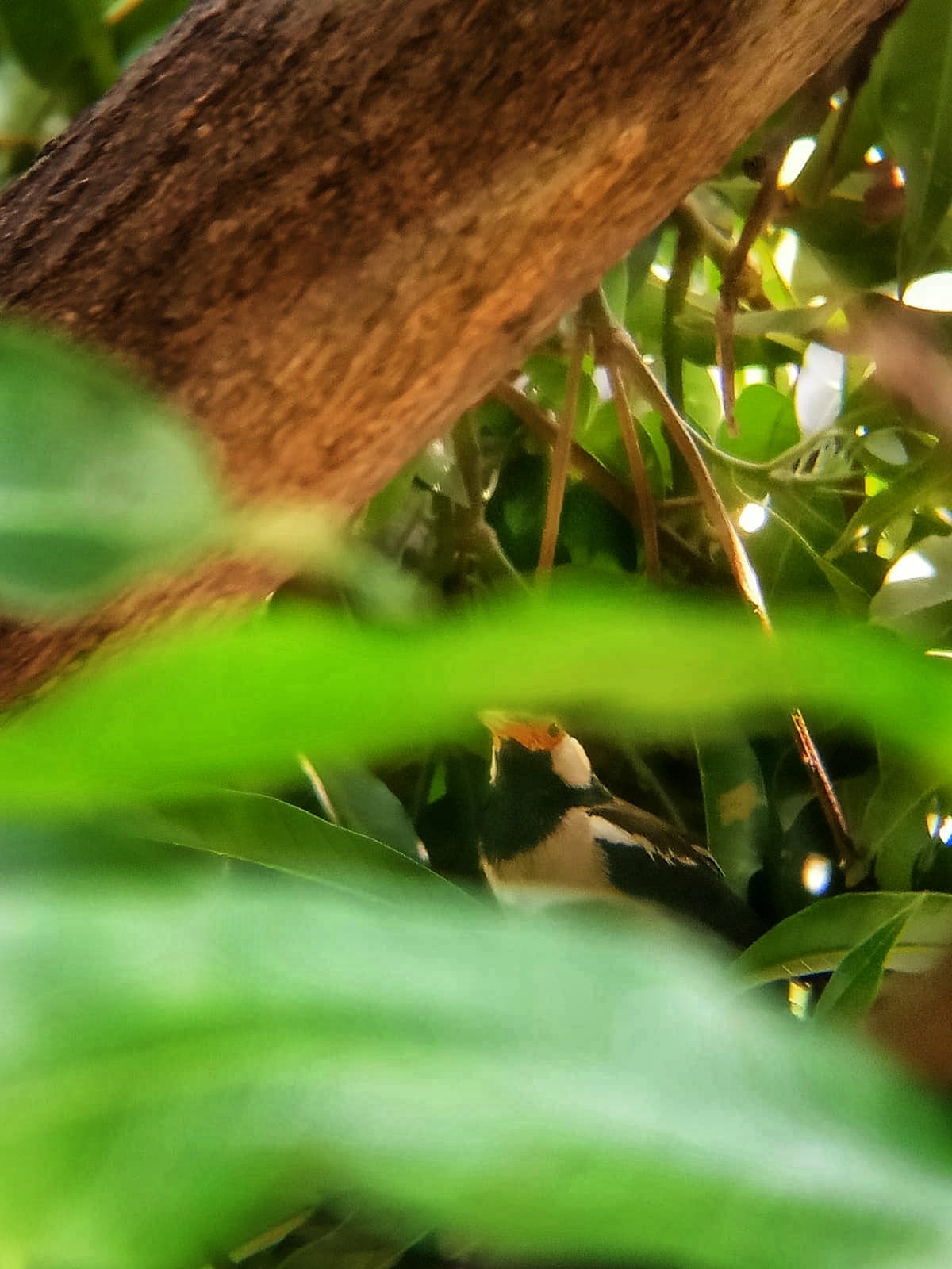 Hidden in the Green