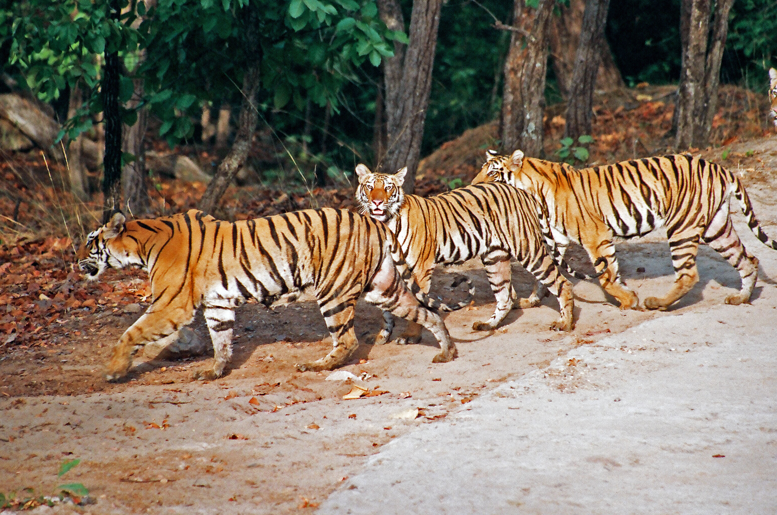 THE TIGRESS WITH TWO CUBS