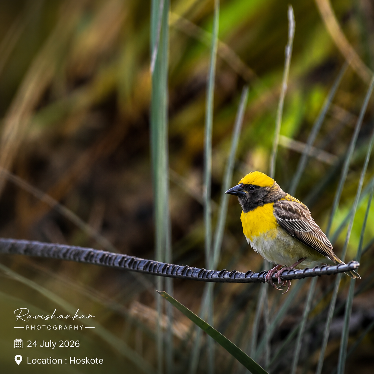 baya weaver @ Hoskote bangalore