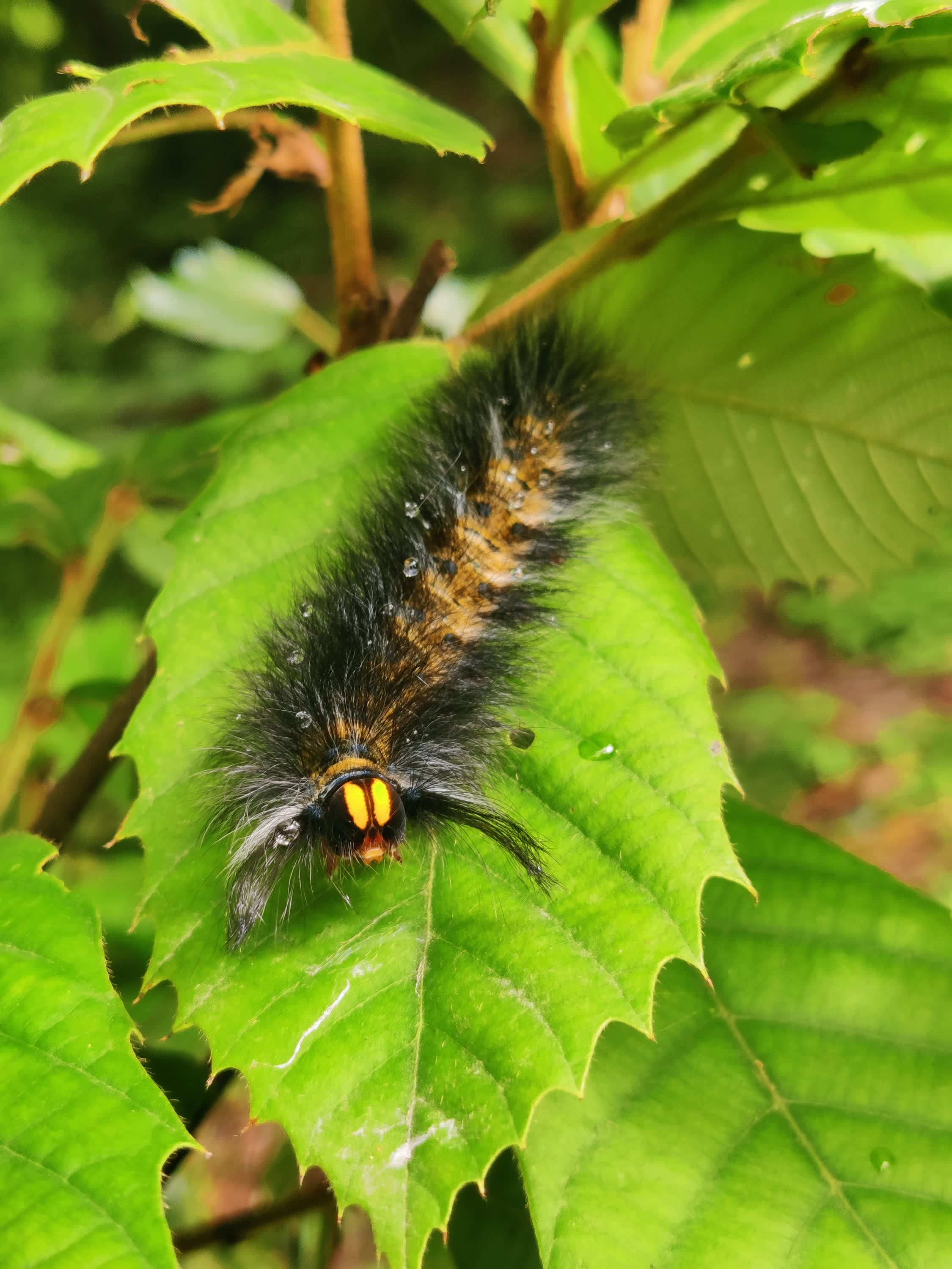 Defensive Mimicry: Hairy Lepidoptera Larva Displaying False Eyespots