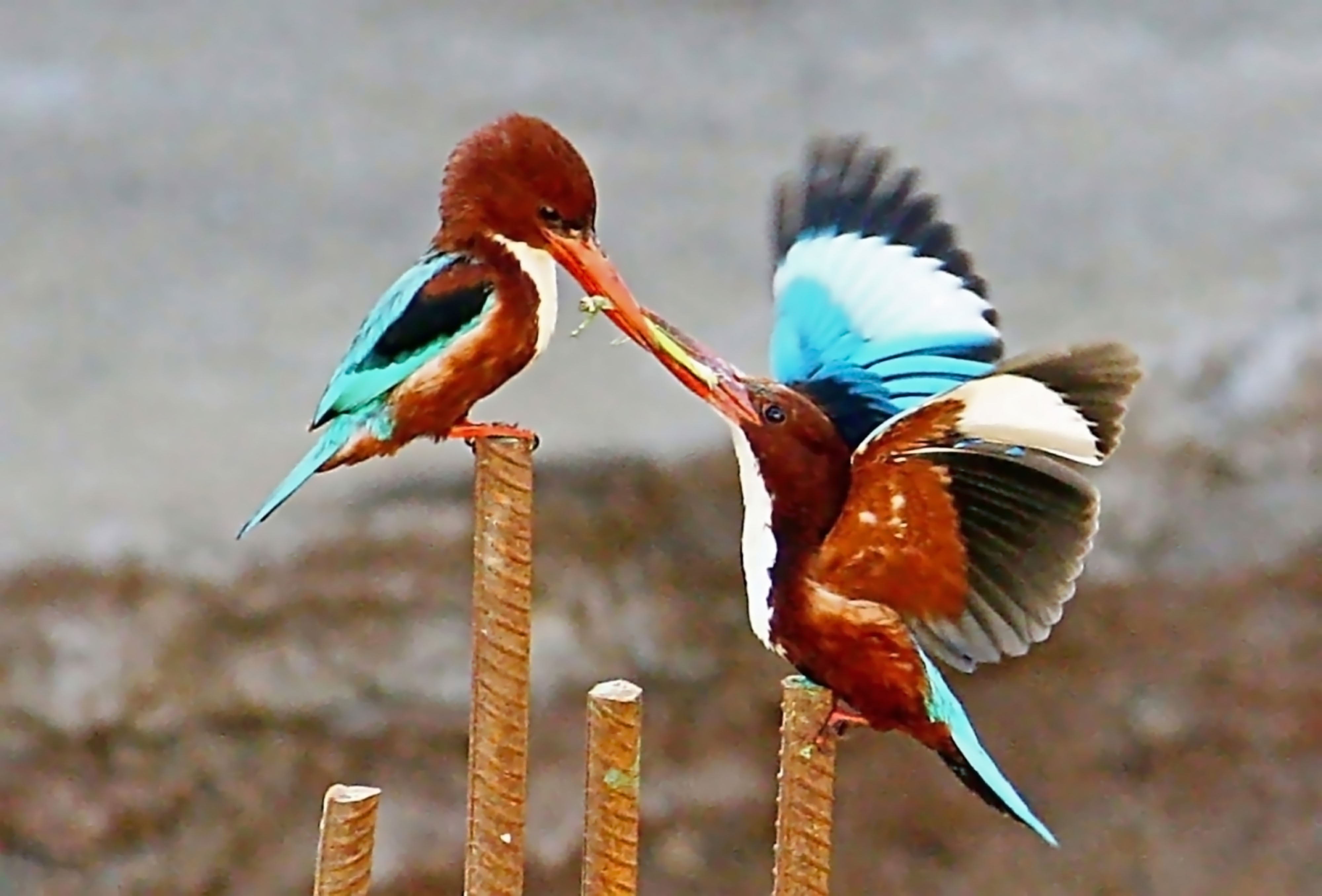 THE KINGFISHER FEEDING BABY