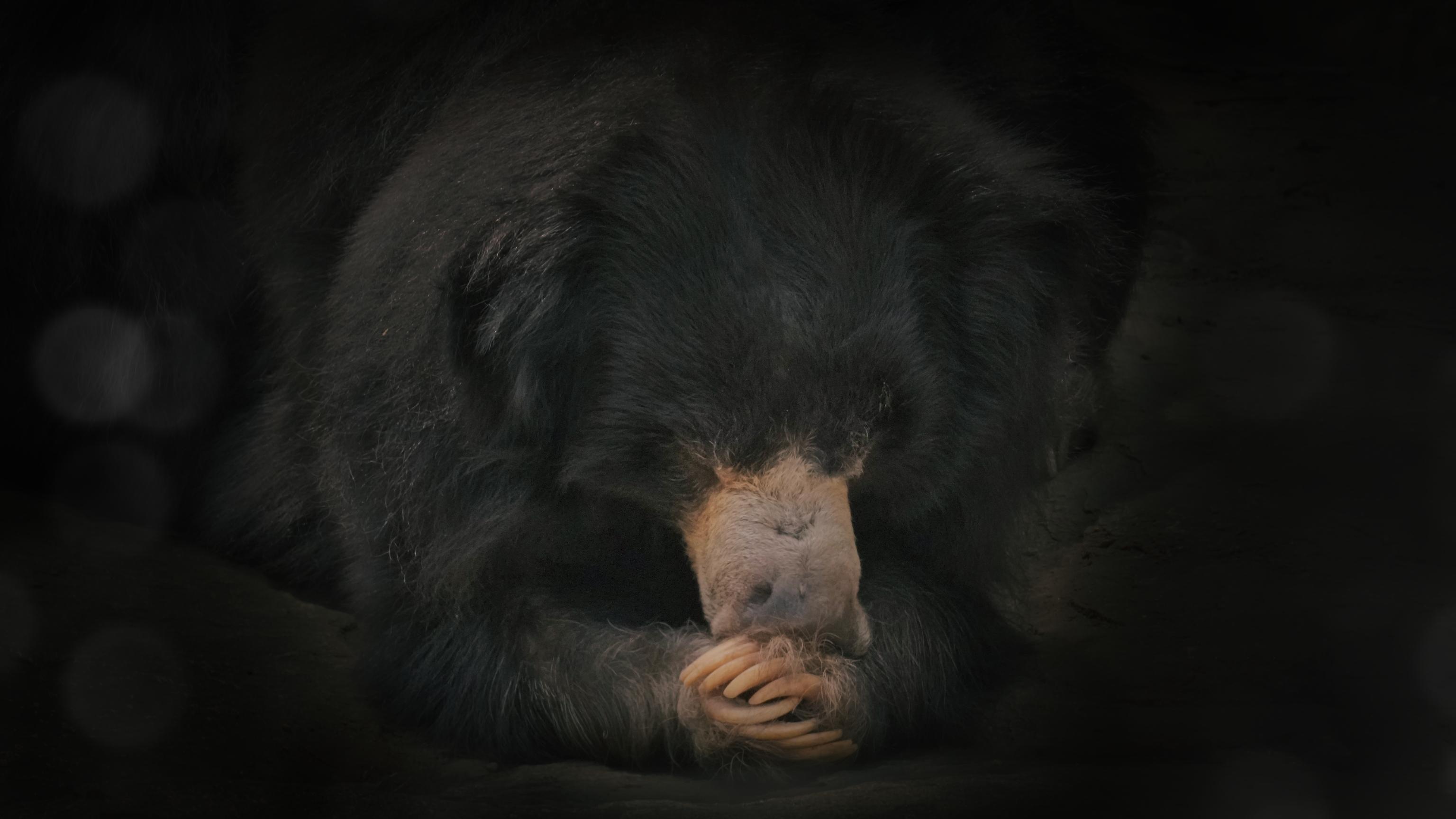 A Praying Bear