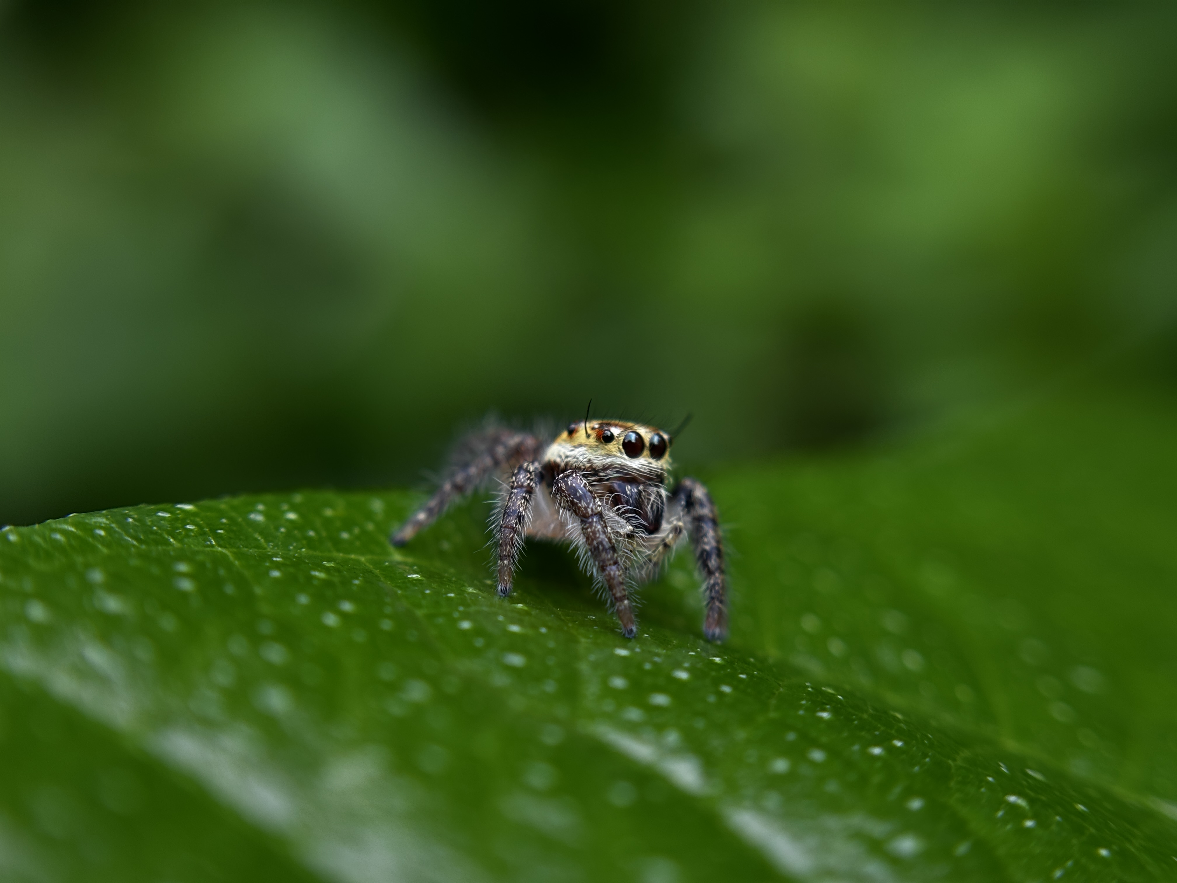 Curious Gaze in Emerald