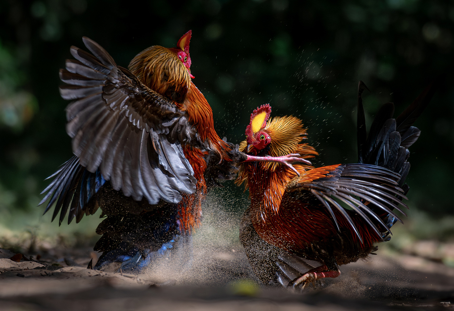 The Wild Duel
