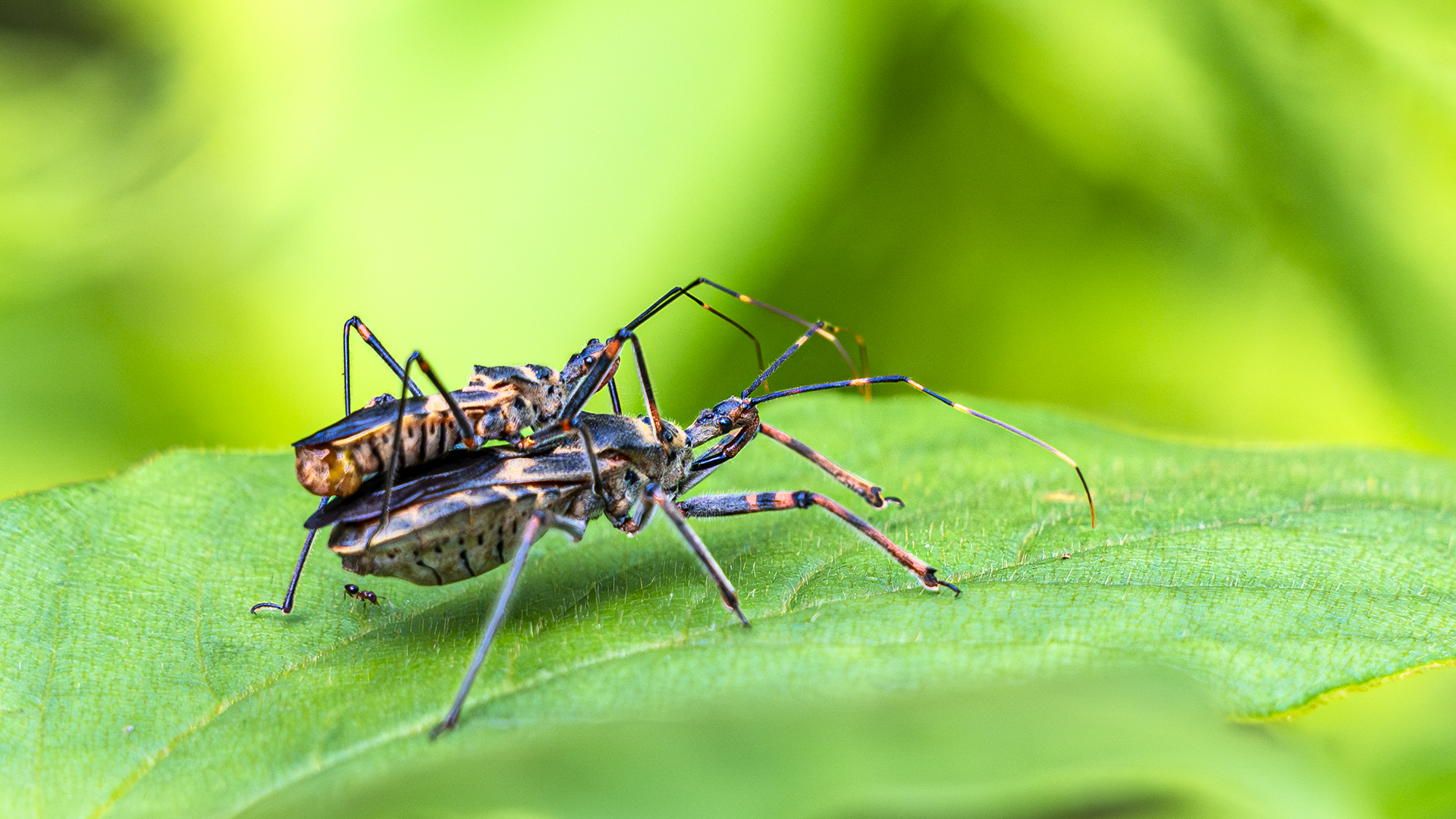 Assasin Bug