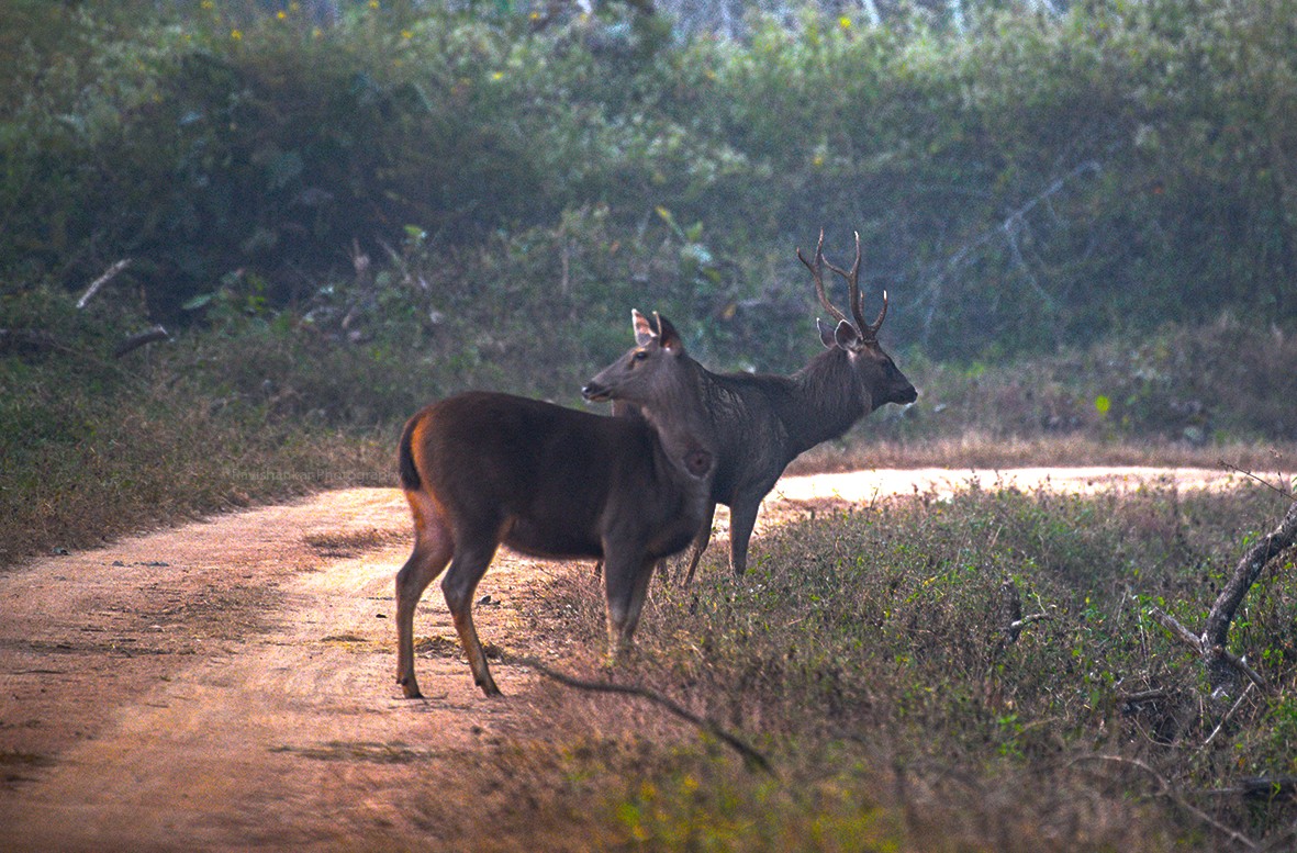 Sambar deer @bhadra