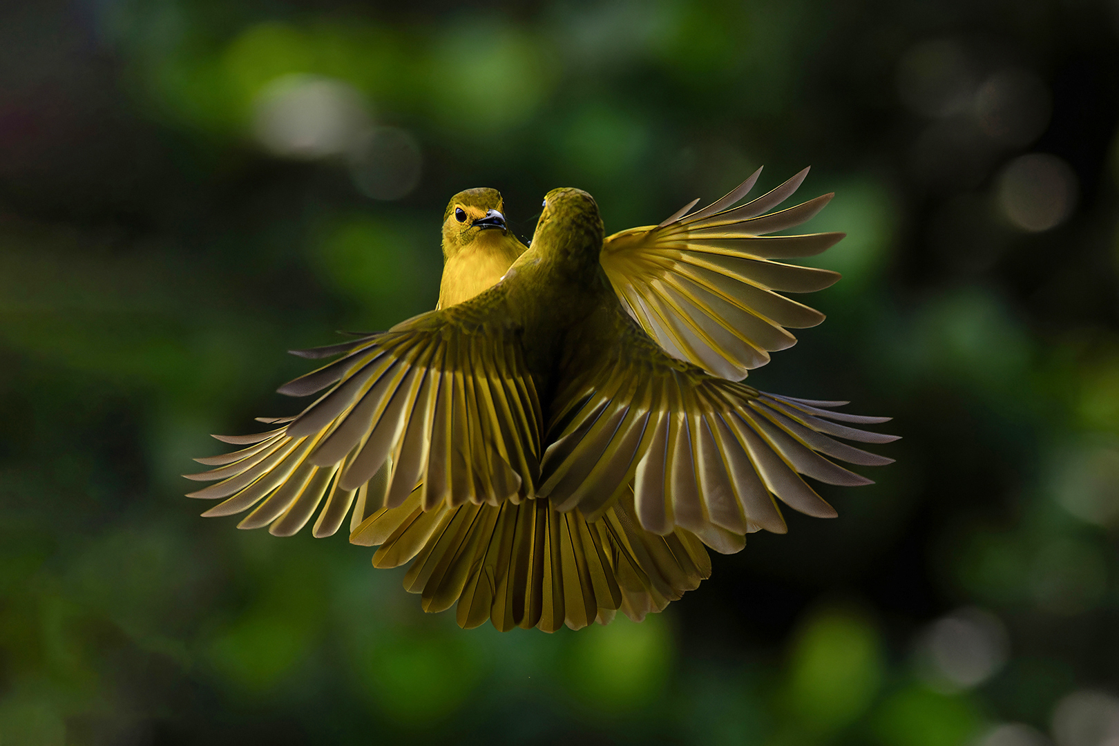 Aerial Ballet
