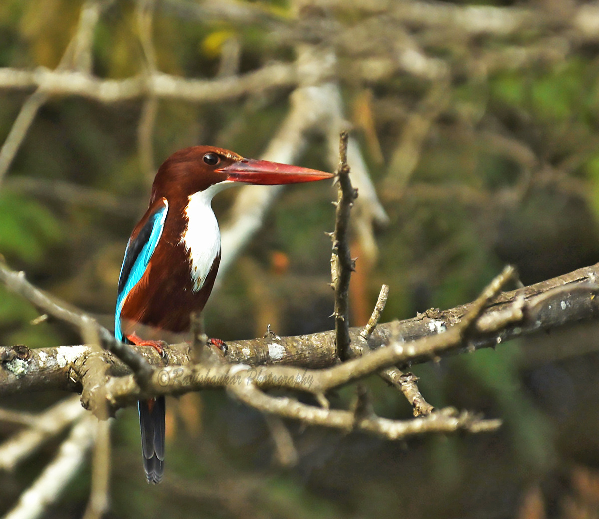 Kingfisher @ near Mysore