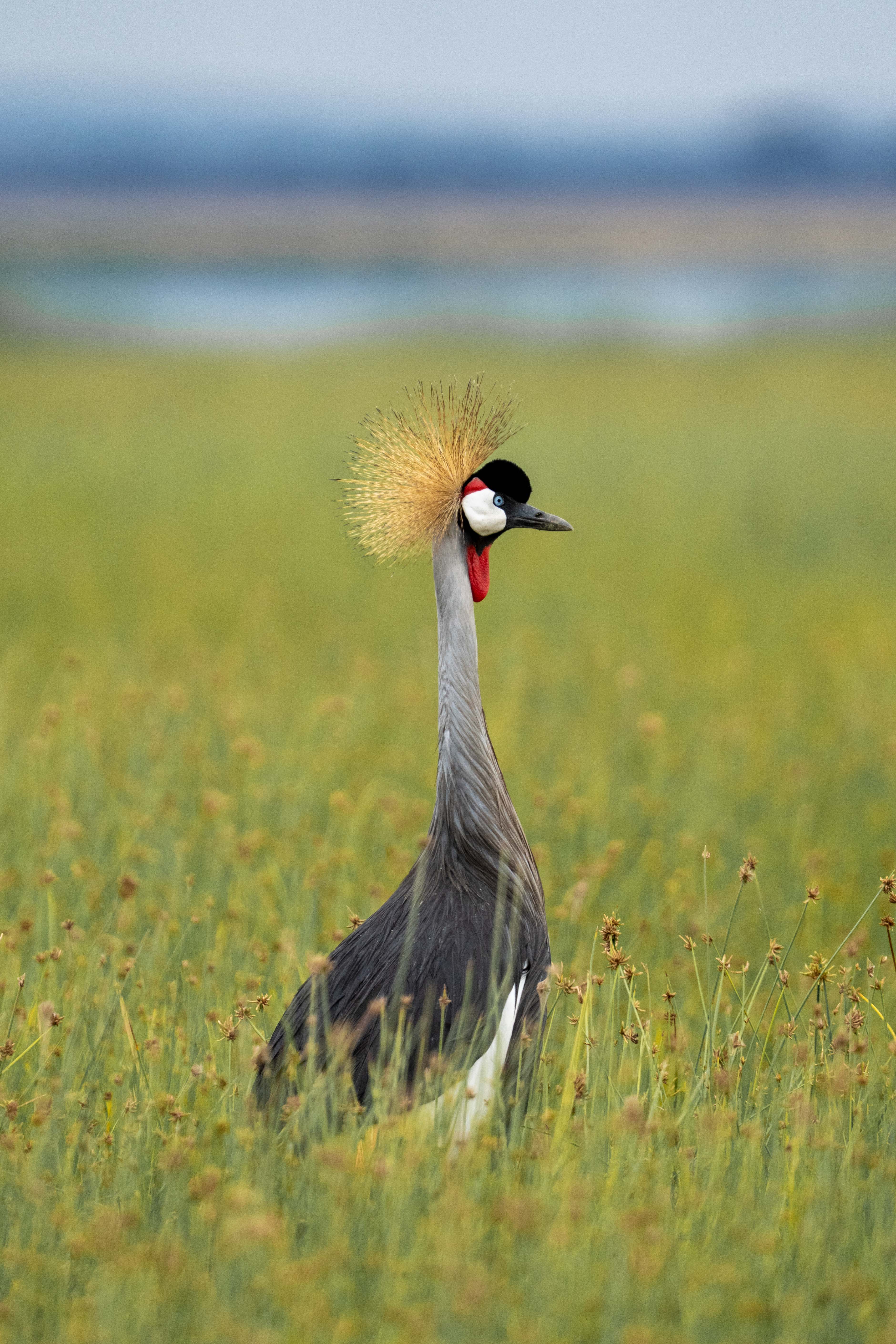Majestic Crown