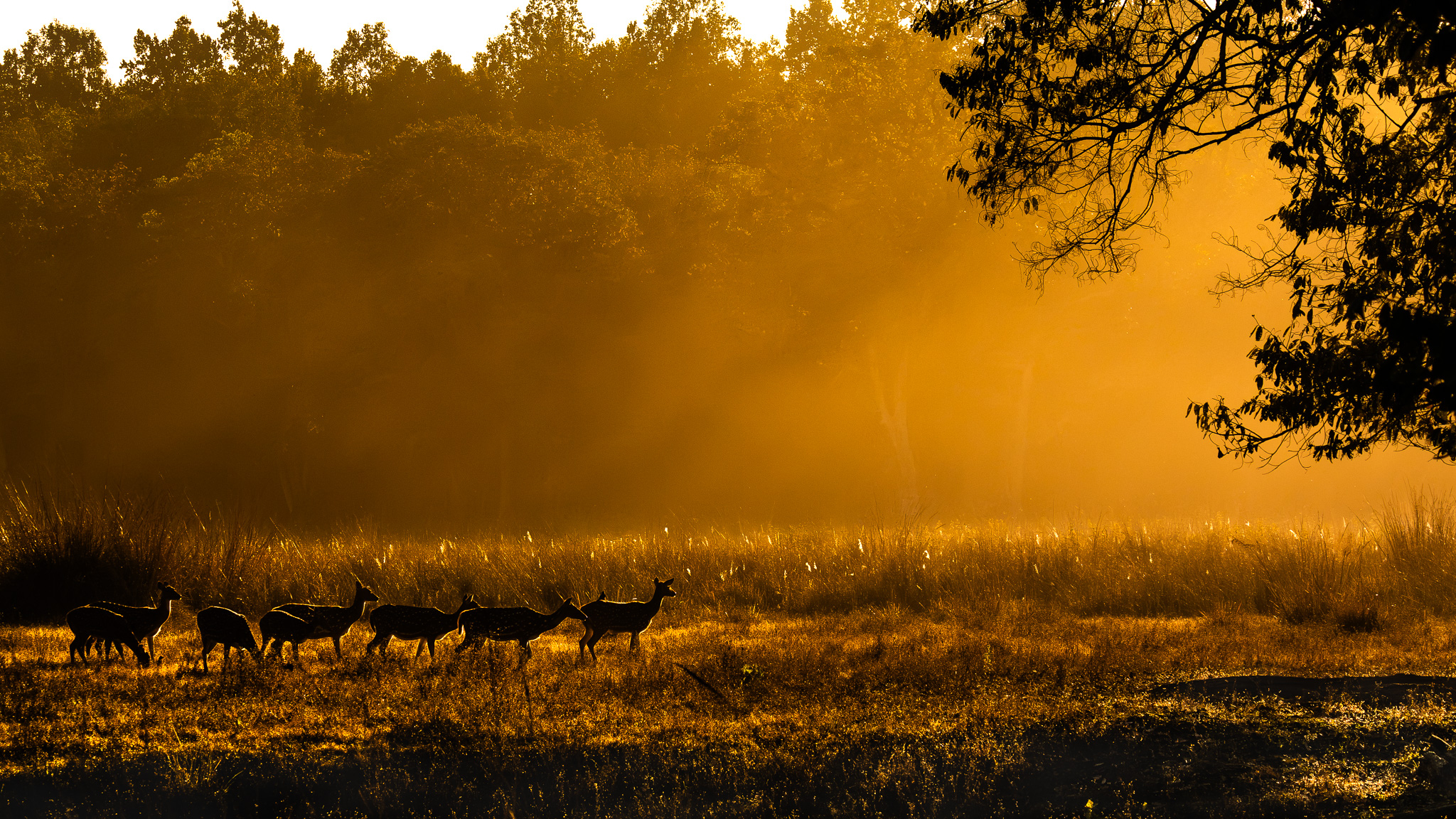 The golden hour