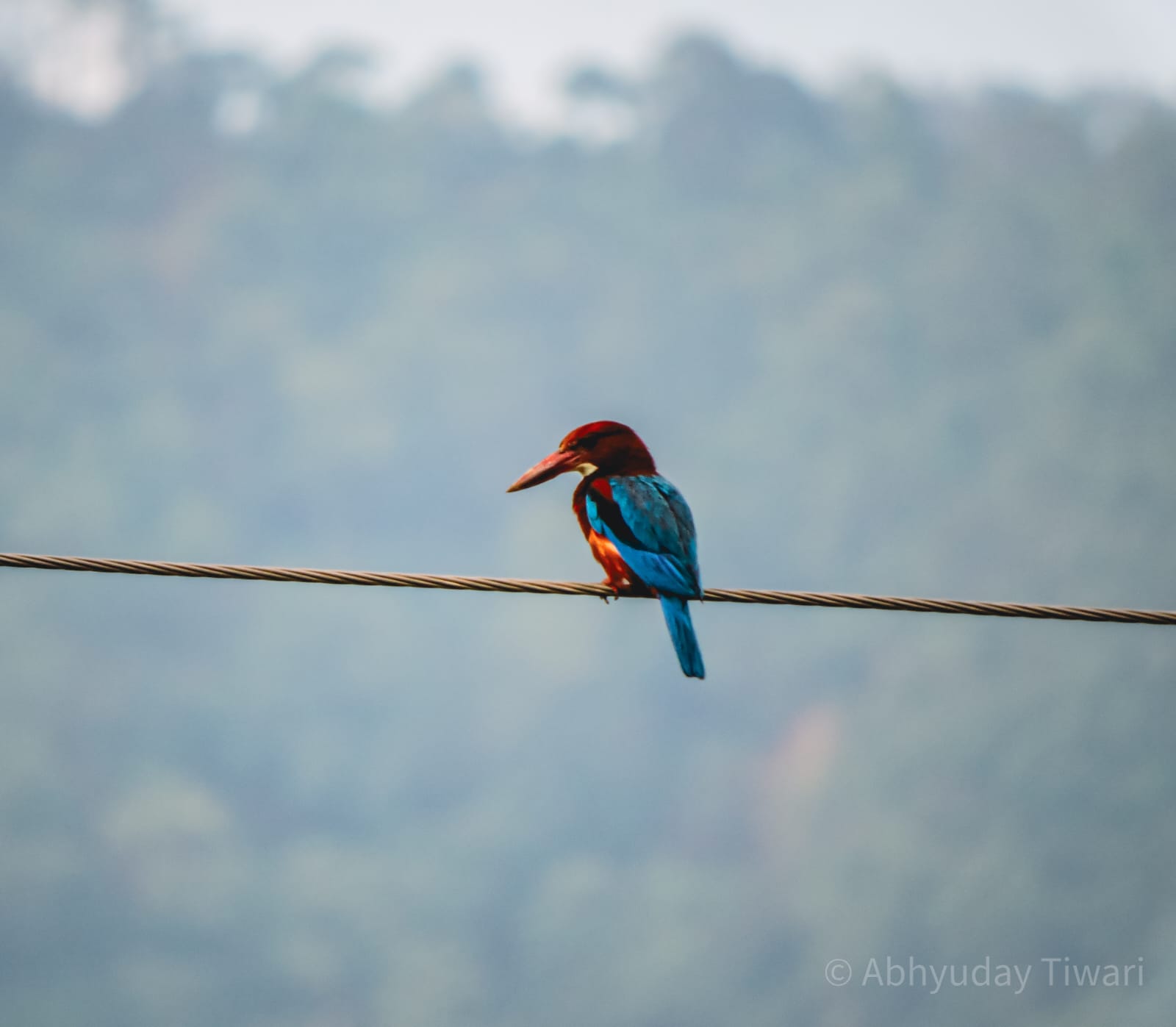 A quiet moment with the White-throated Kingfisher.