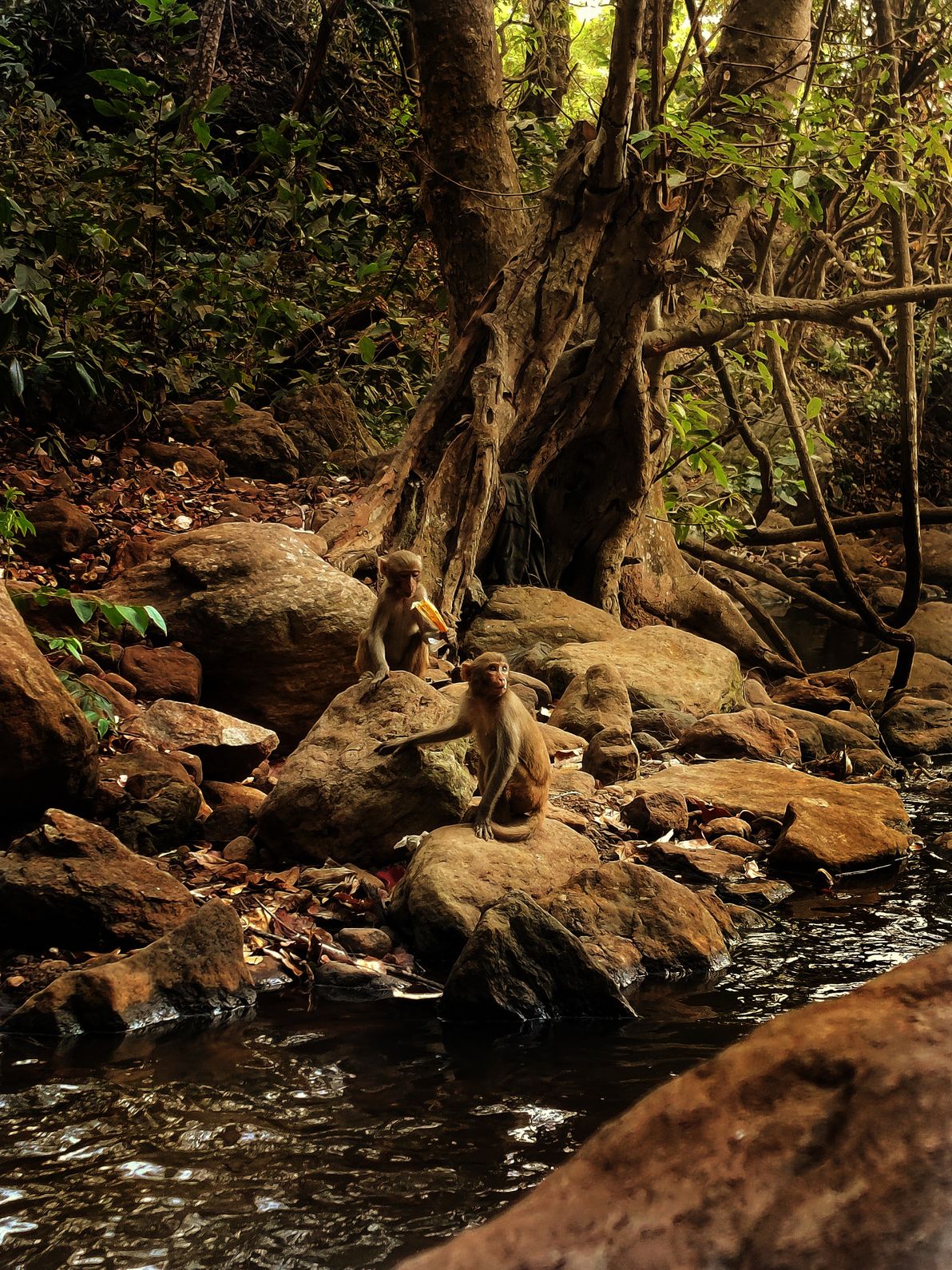 Life by the Forest Stream