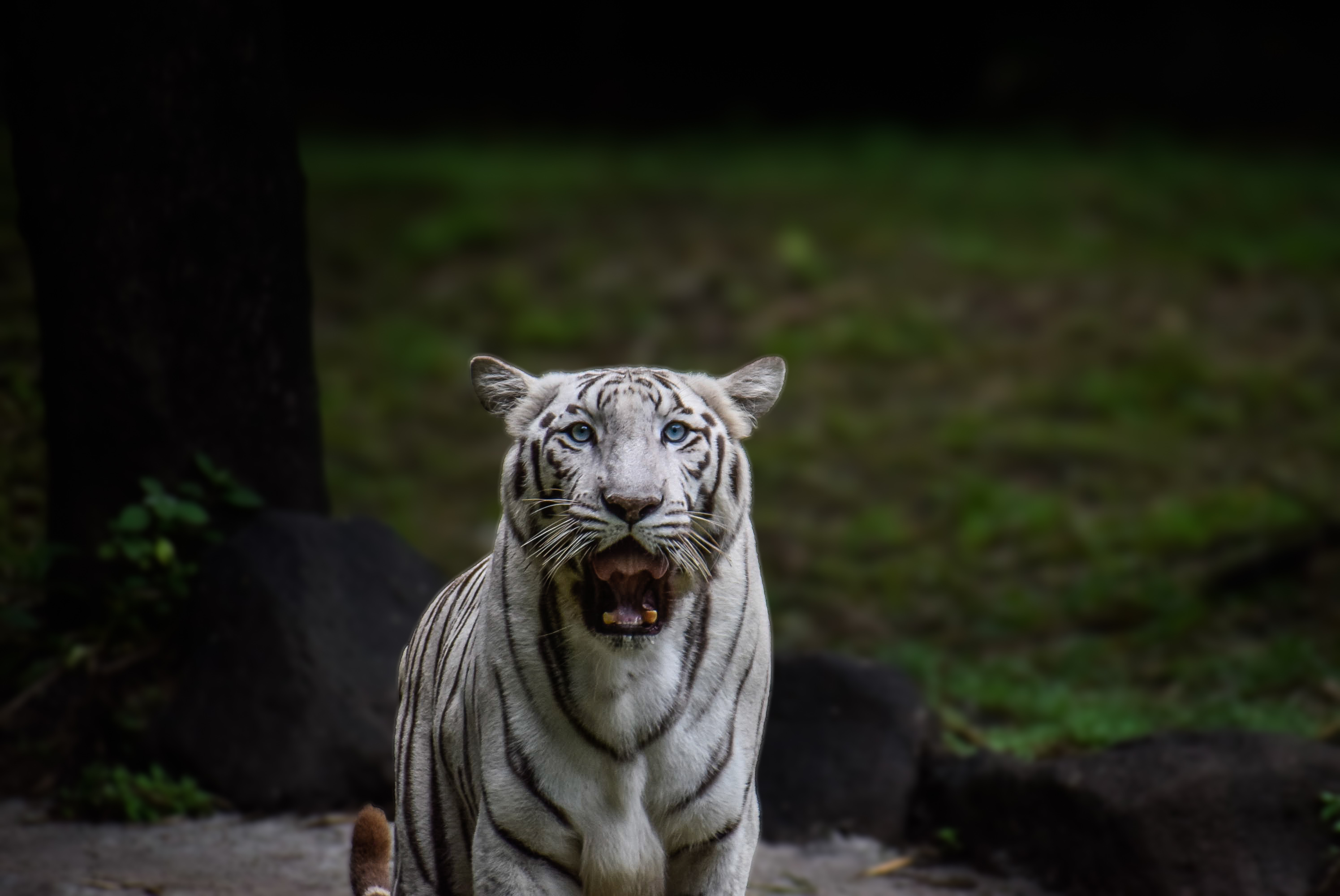 The white tiger Laxmi